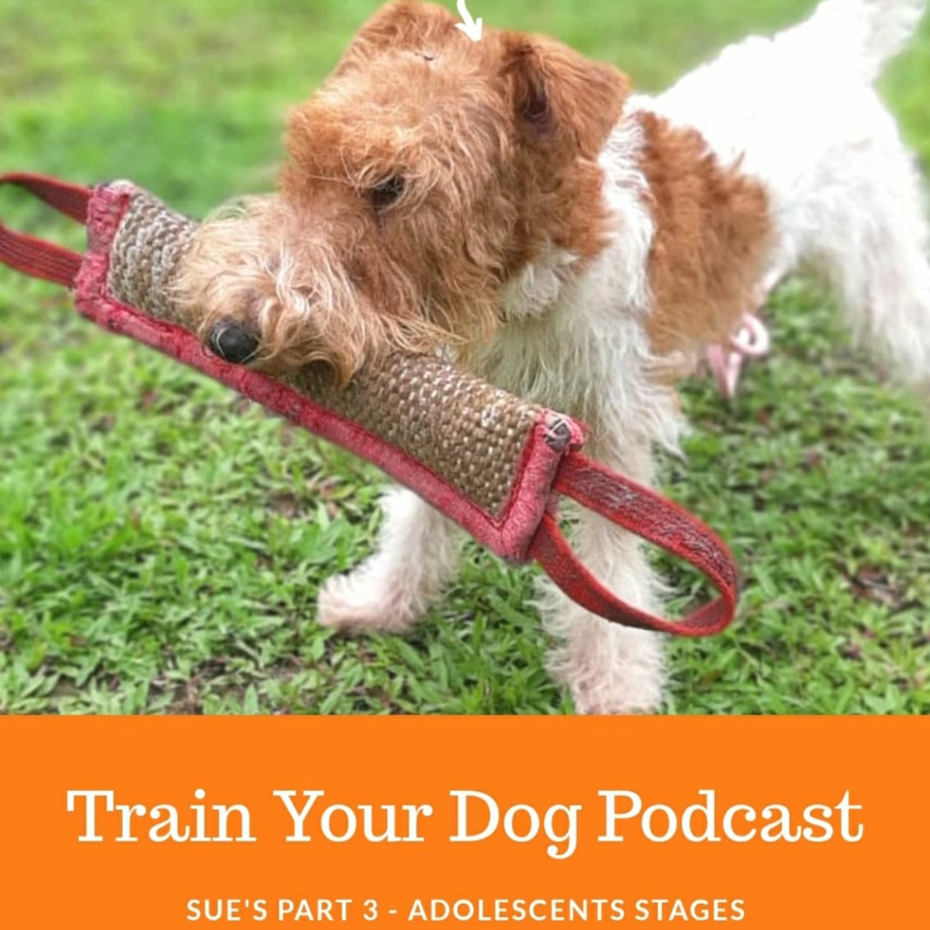 Train Your Dog