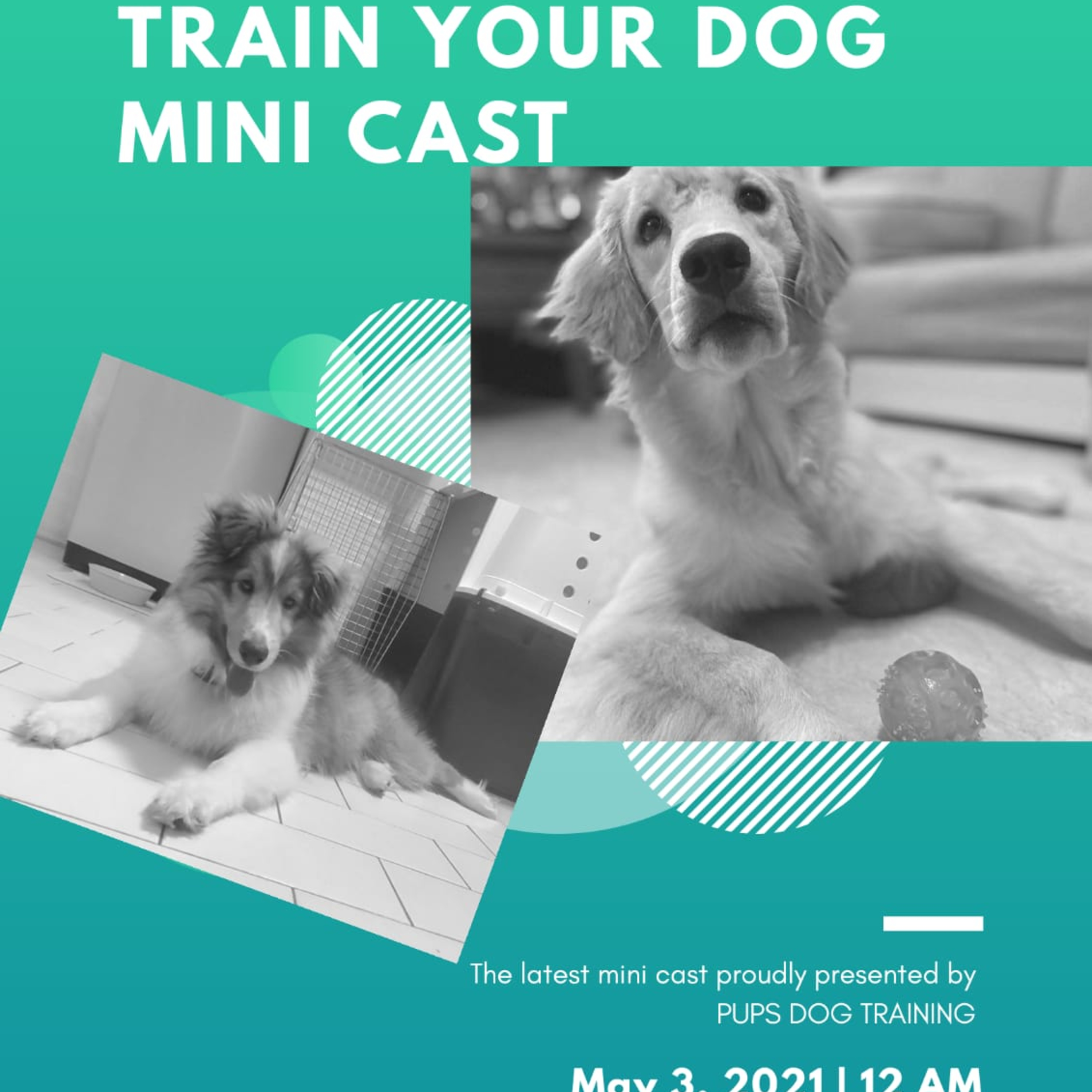 Train Your Dog