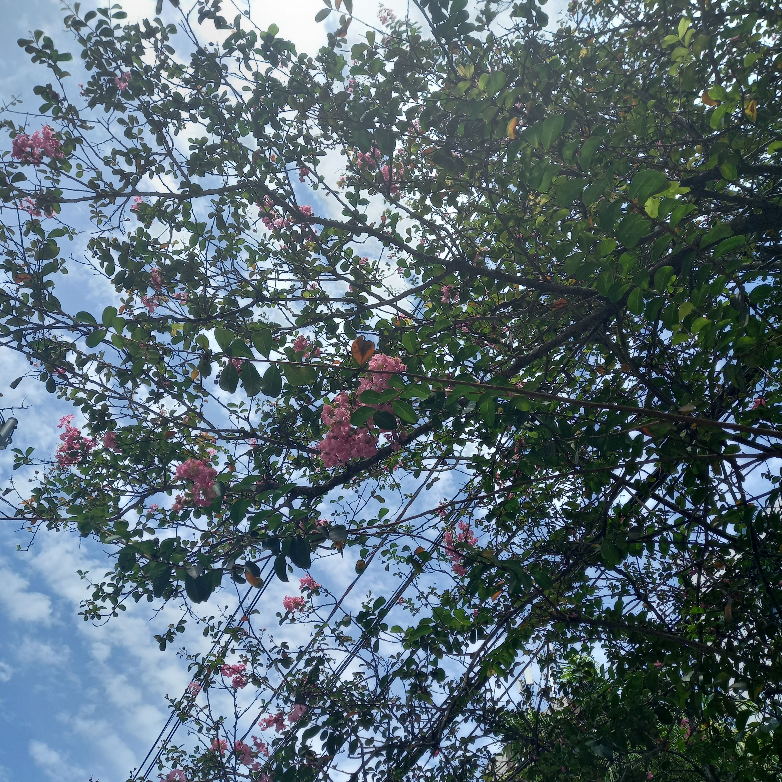Analúcremoneze