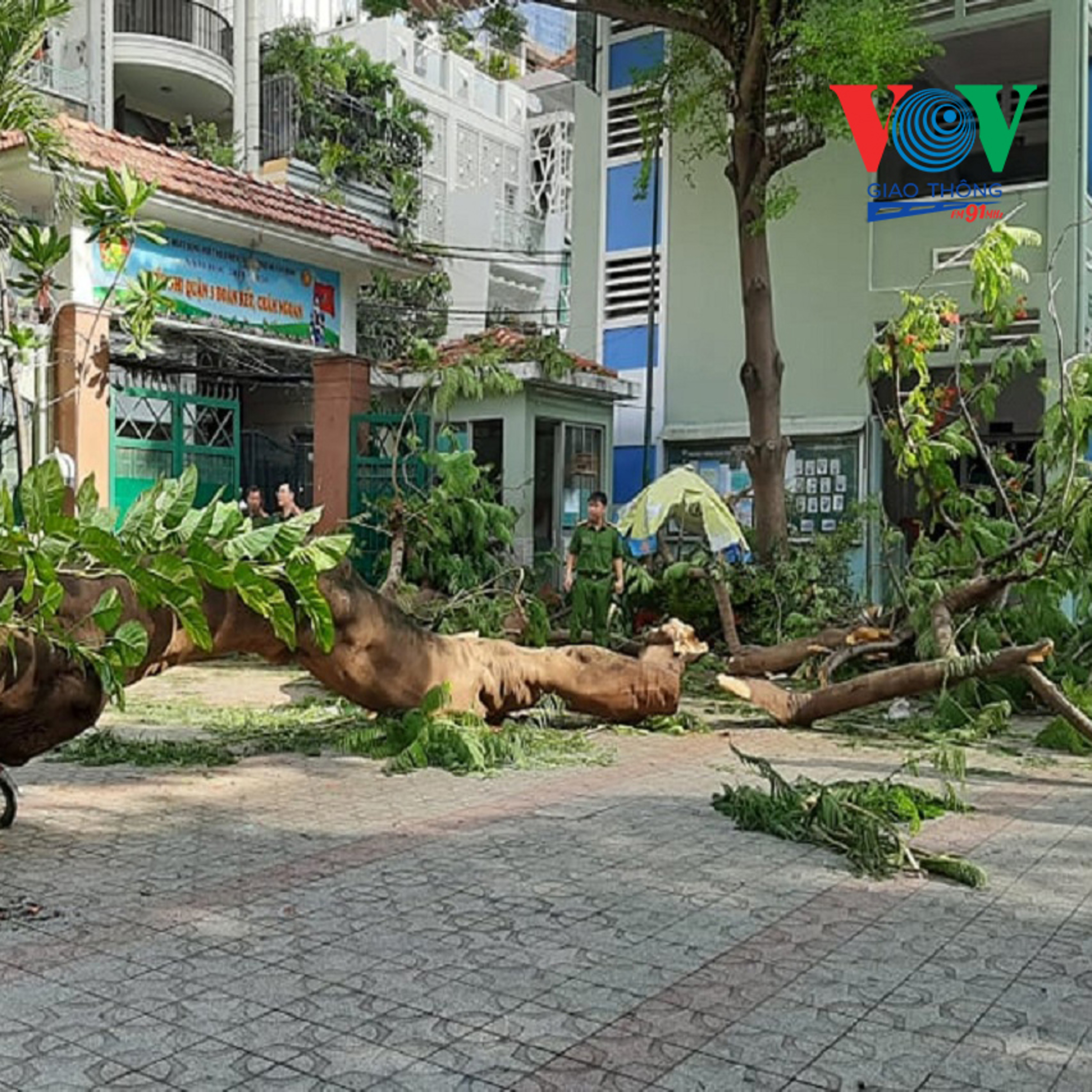Đối thoại: Cây xanh trong trường học: Làm sao để đảm bảo an toàn?  episode artwork