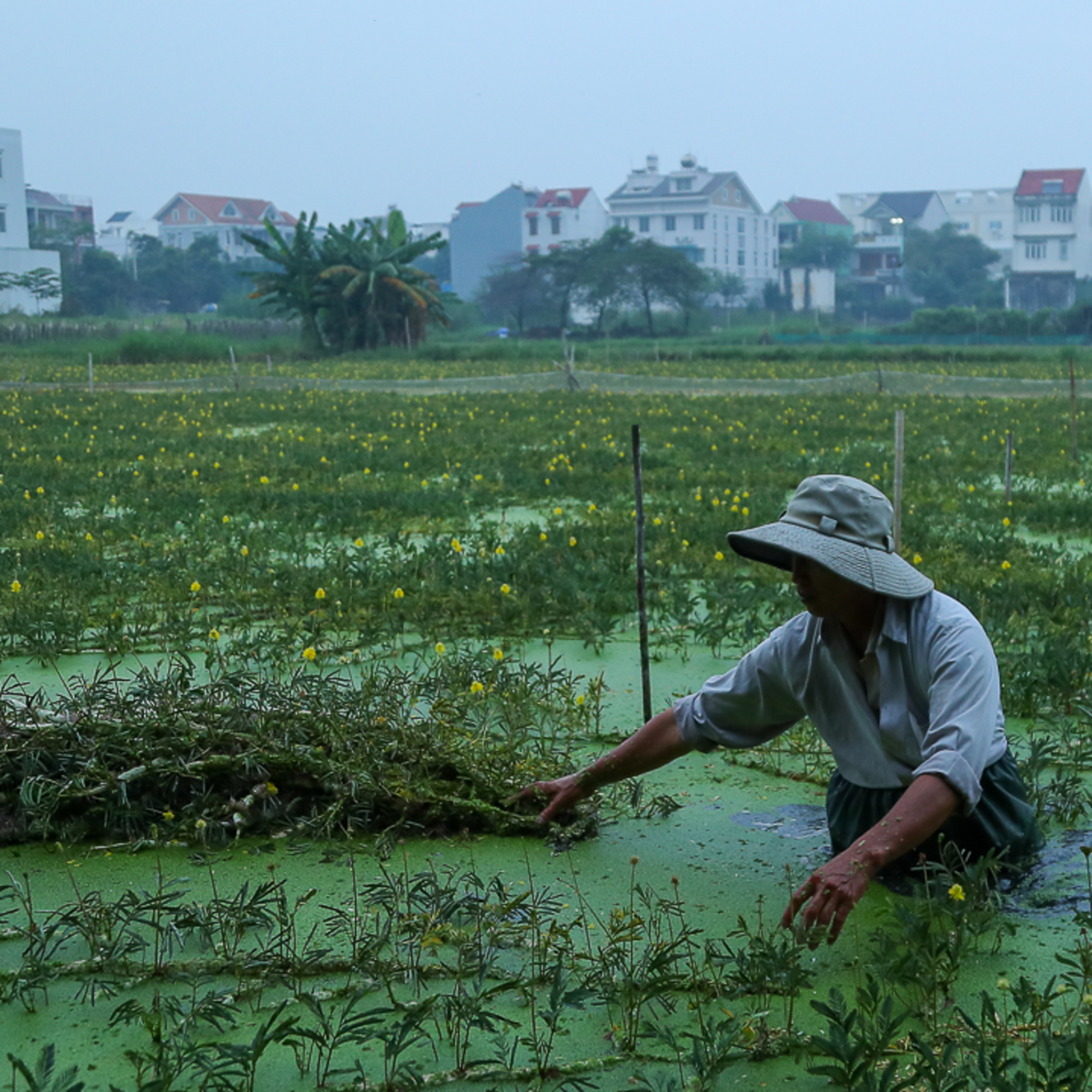 Nghề trồng nhút lao đao vì thời tiết
