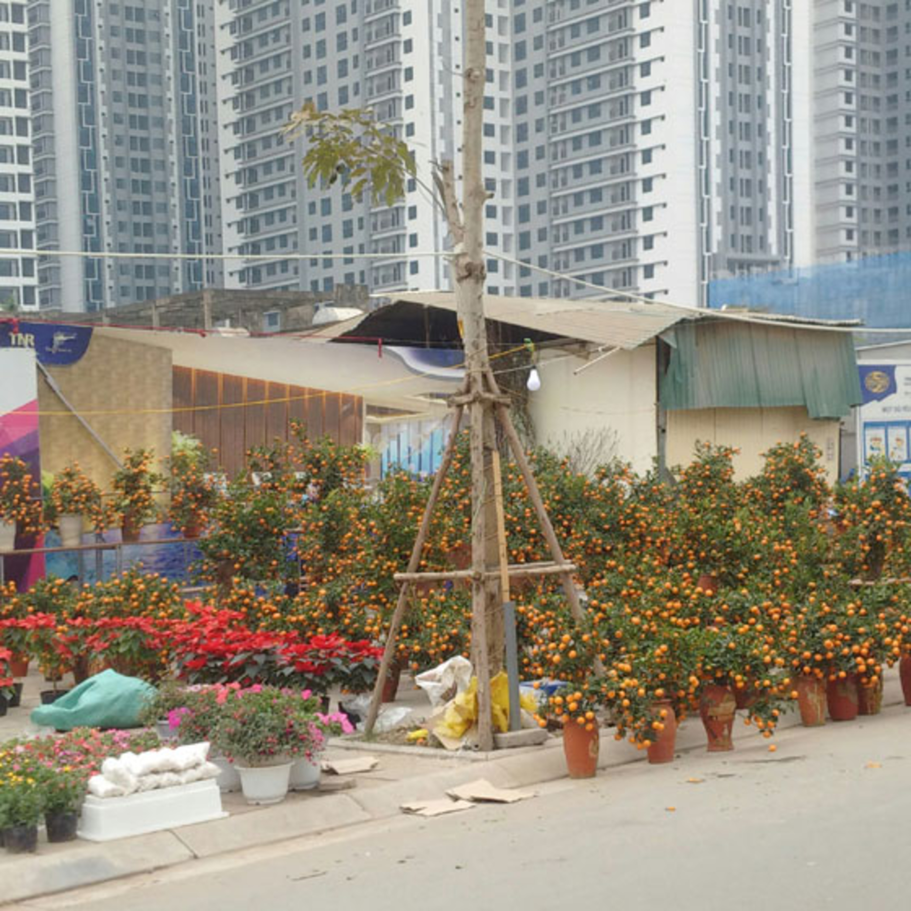 Không để mất vỉa hè, ùn tắc vì bán đào, quất ngày Tết