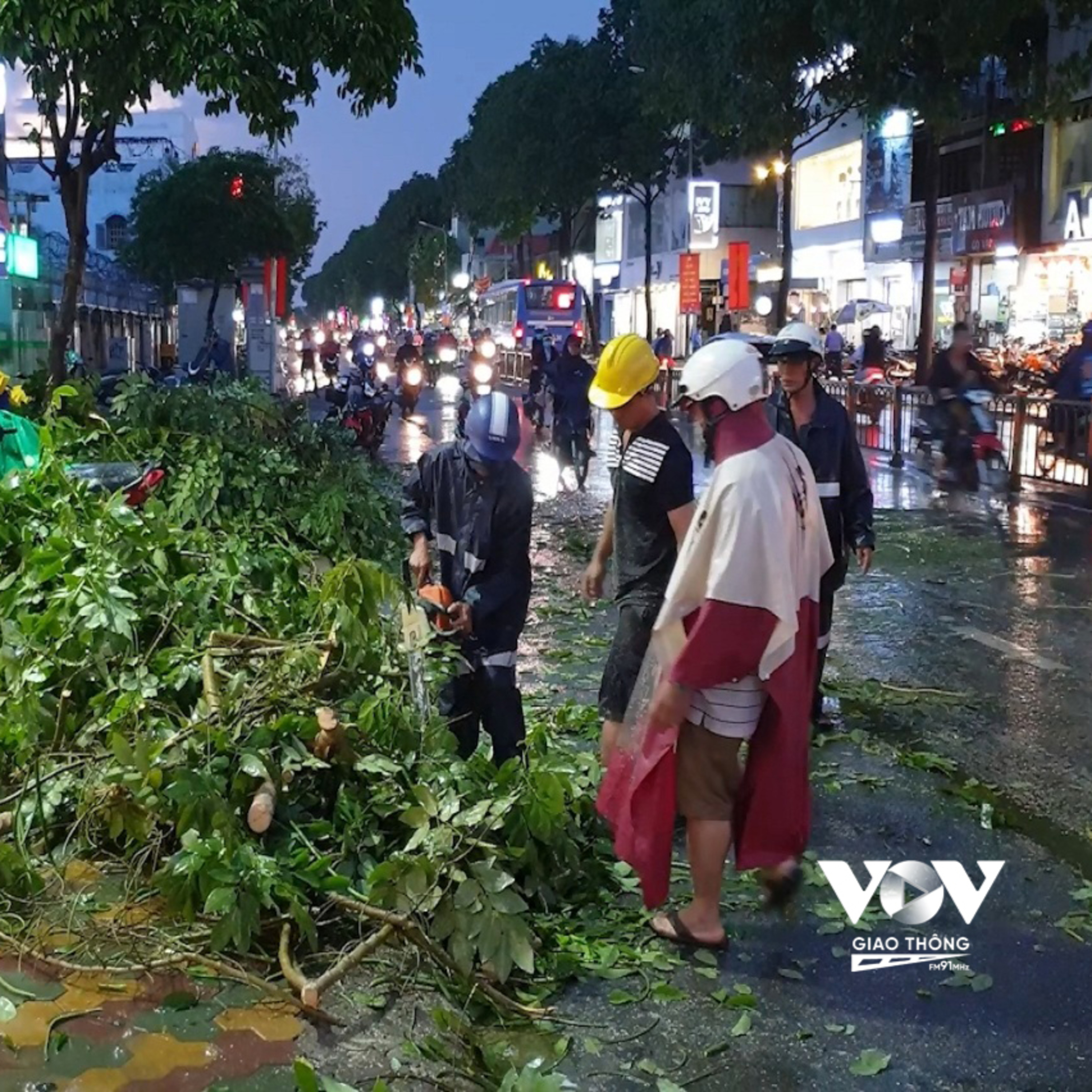Rốt ráo khám sức khỏe cây xanh khi vào mùa mưa bão  episode artwork