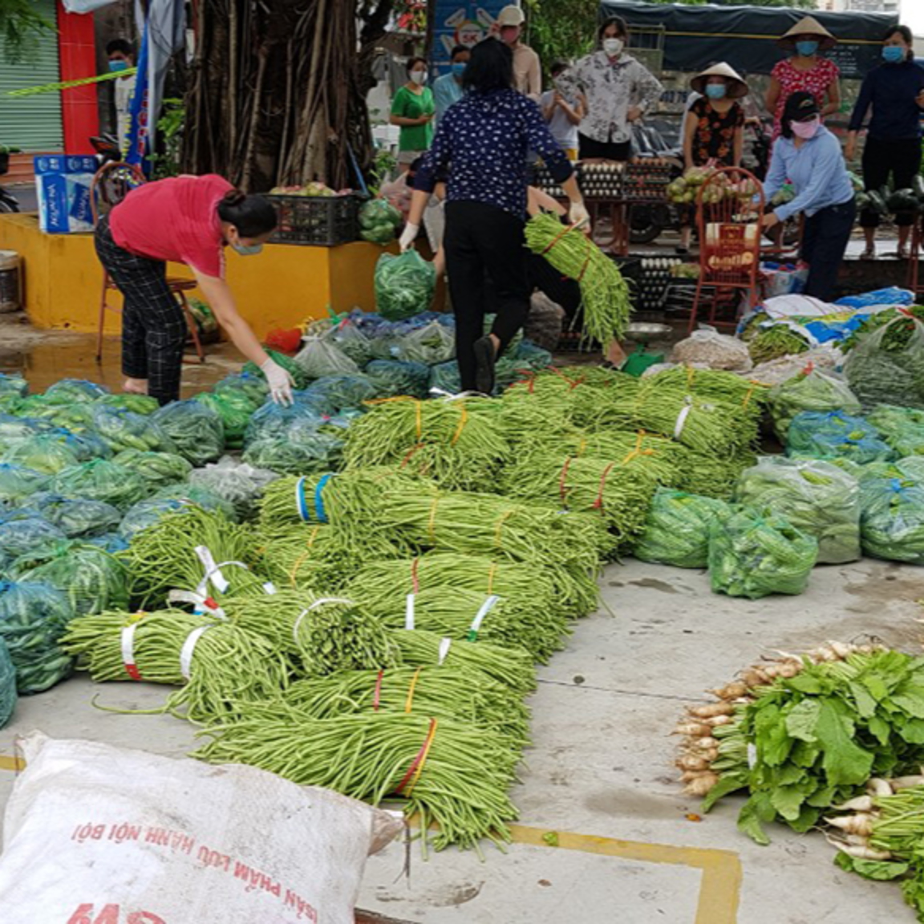 Rào làng chống dịch, nông dân thắt ruột nhìn rau đổ đống vứt đi 