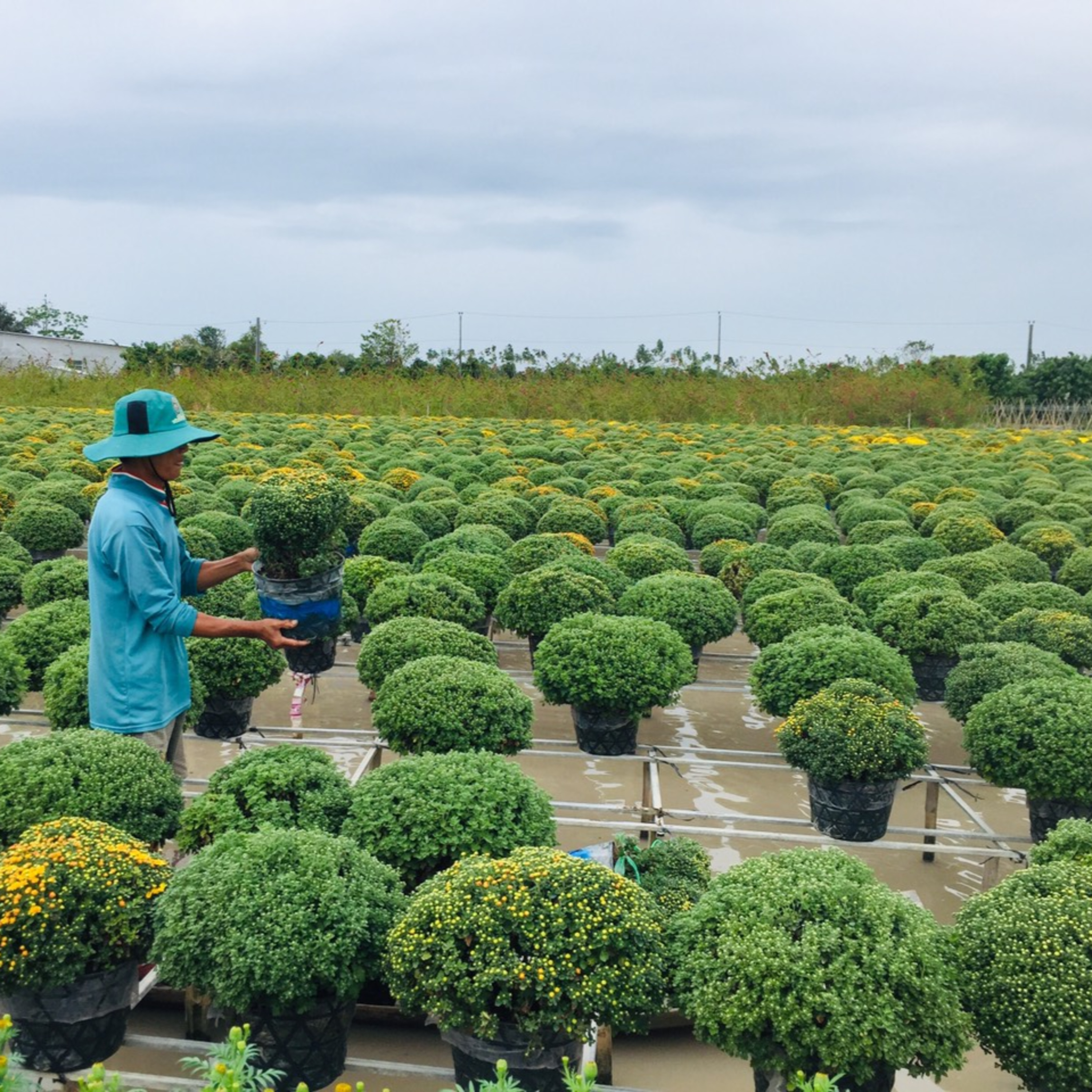 Tết này trưng hoa gì?