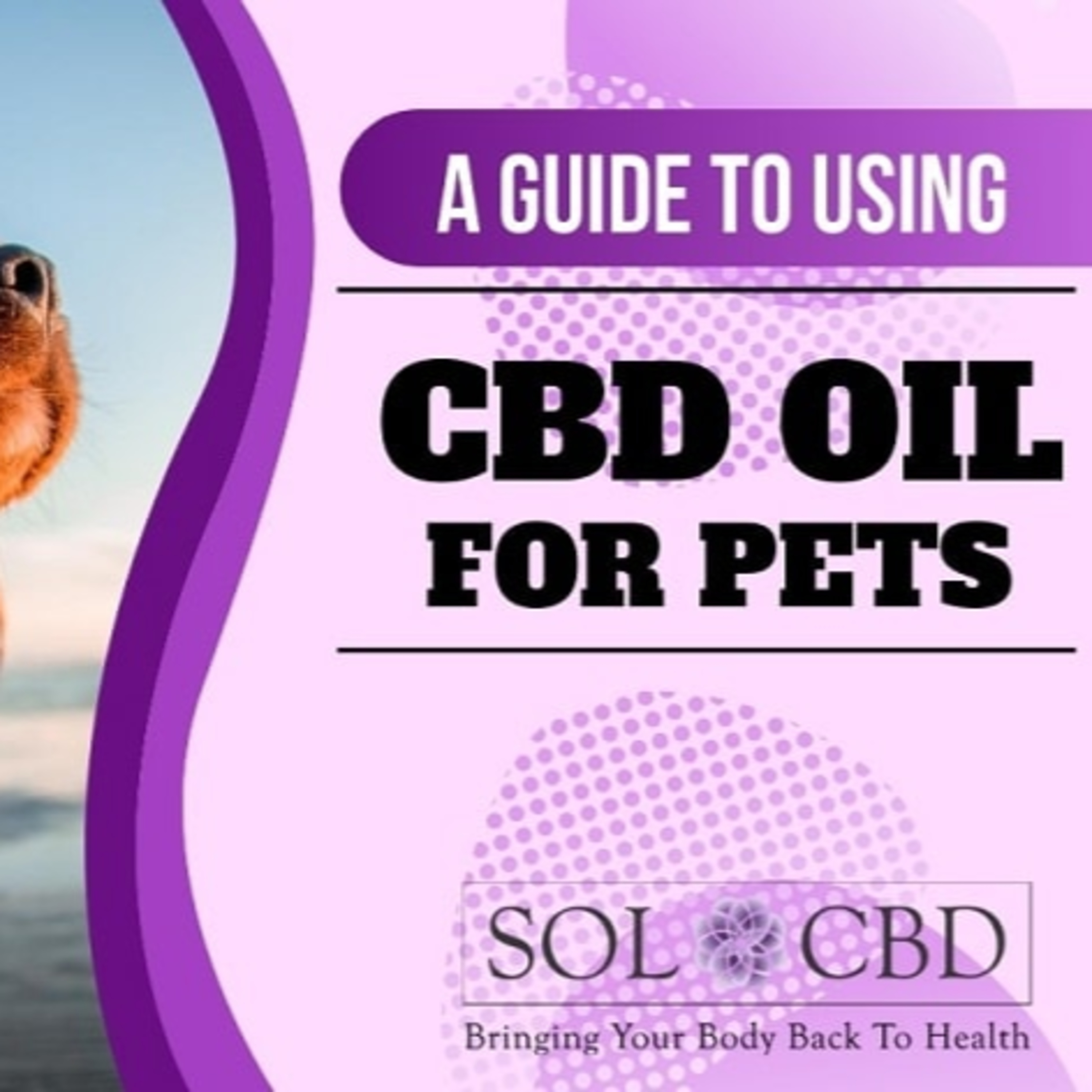The CBD Academy by SOL*CBD
