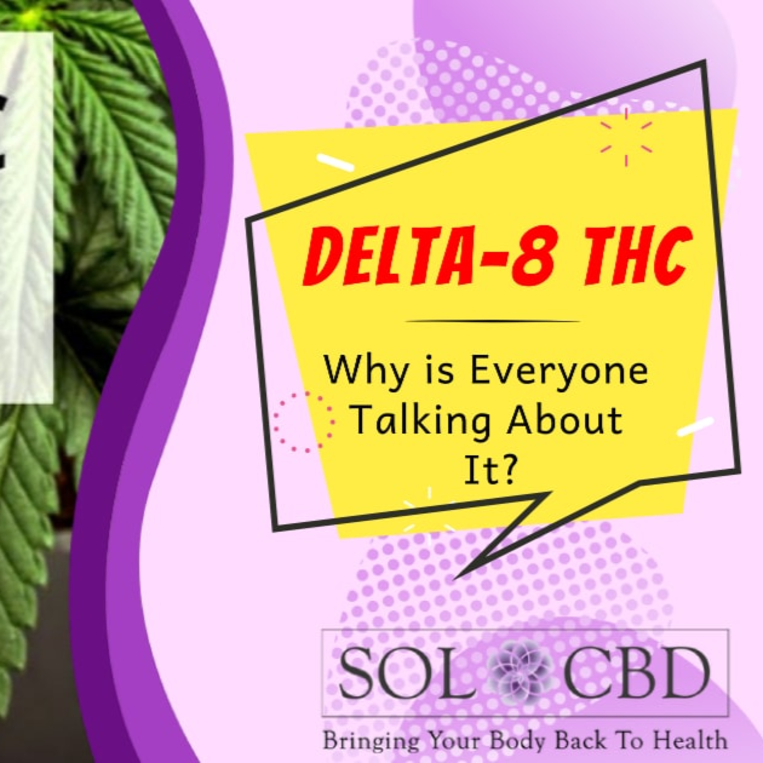 The CBD Academy by SOL*CBD