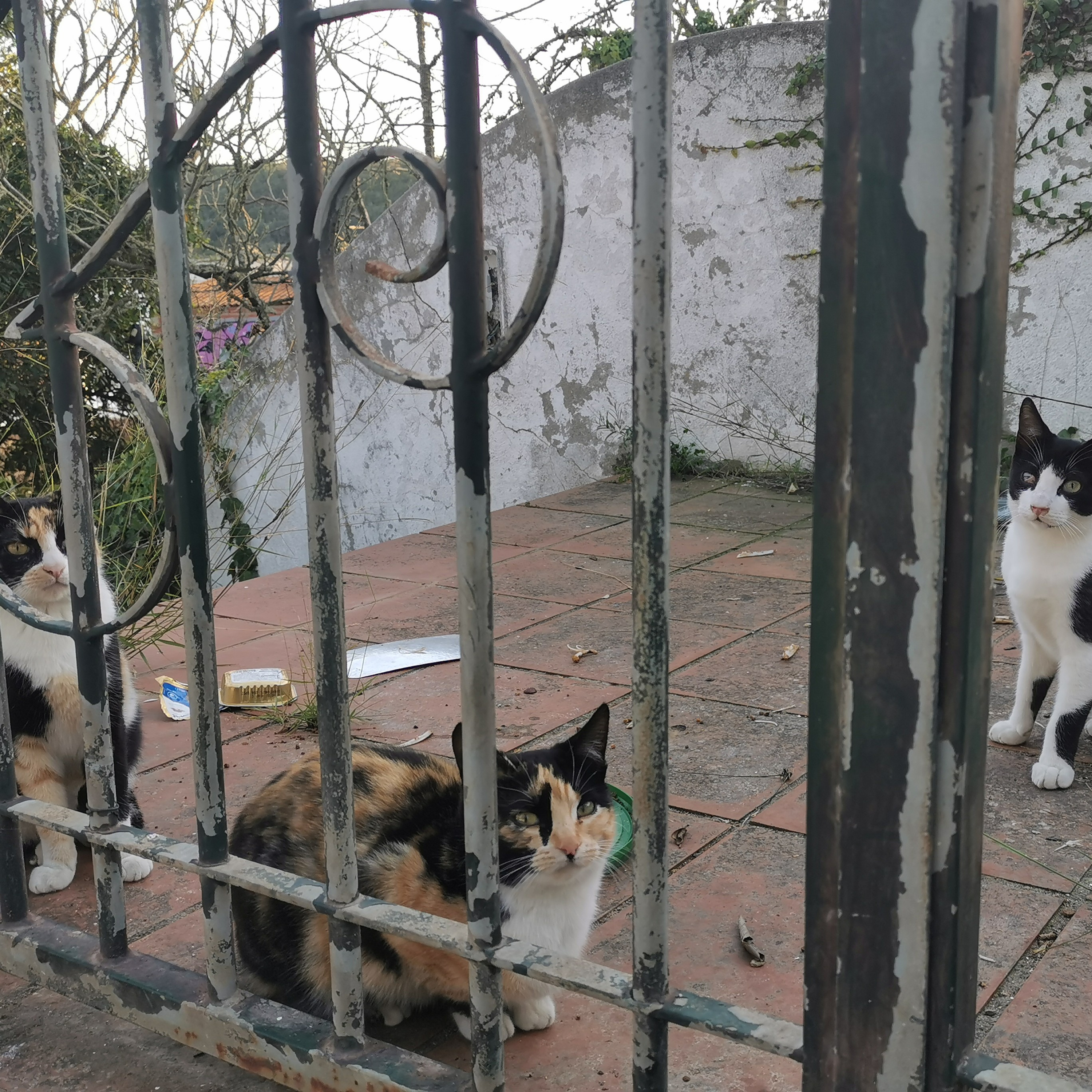 Poesie... Garten der Katzen... Zeitlosigkeit Ruhe und schöne Sorglosigkeit episode artwork