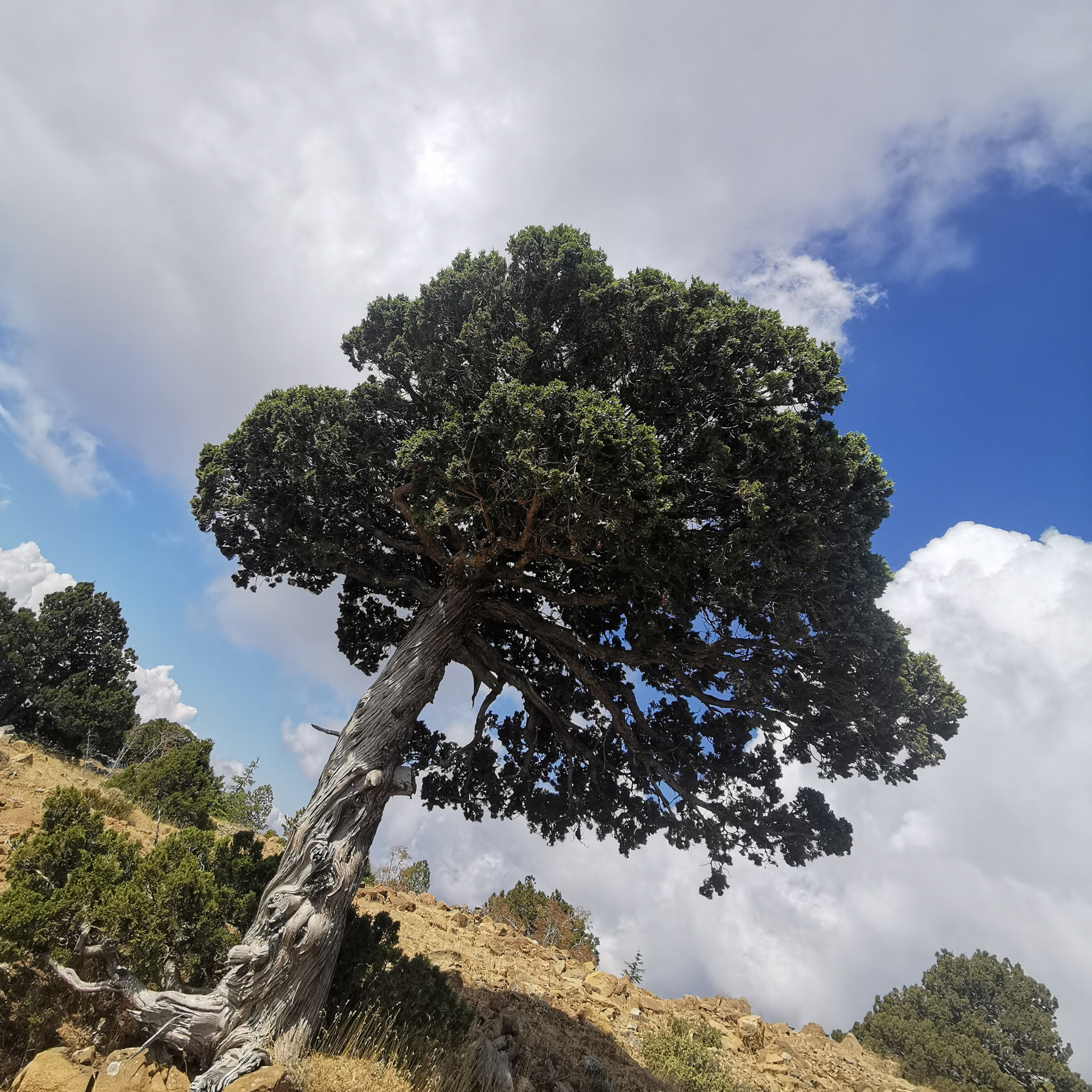 Baum meditation - Kontemplation, wert Fuehlen Raum und Zeit los sein :) :) :)  episode artwork