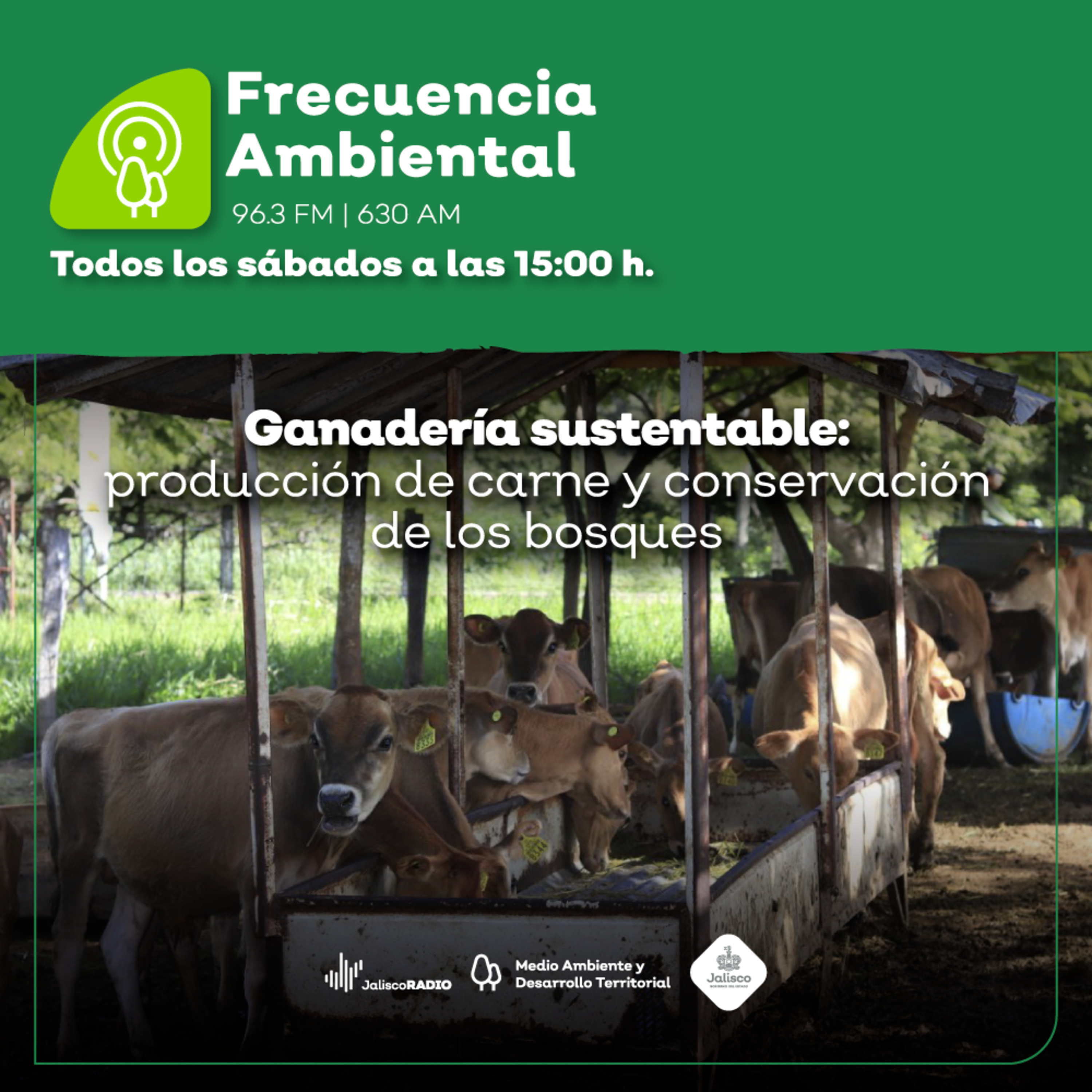 Episodio 119. Ganadería sustentable: producción de carne y conservación de los bosques