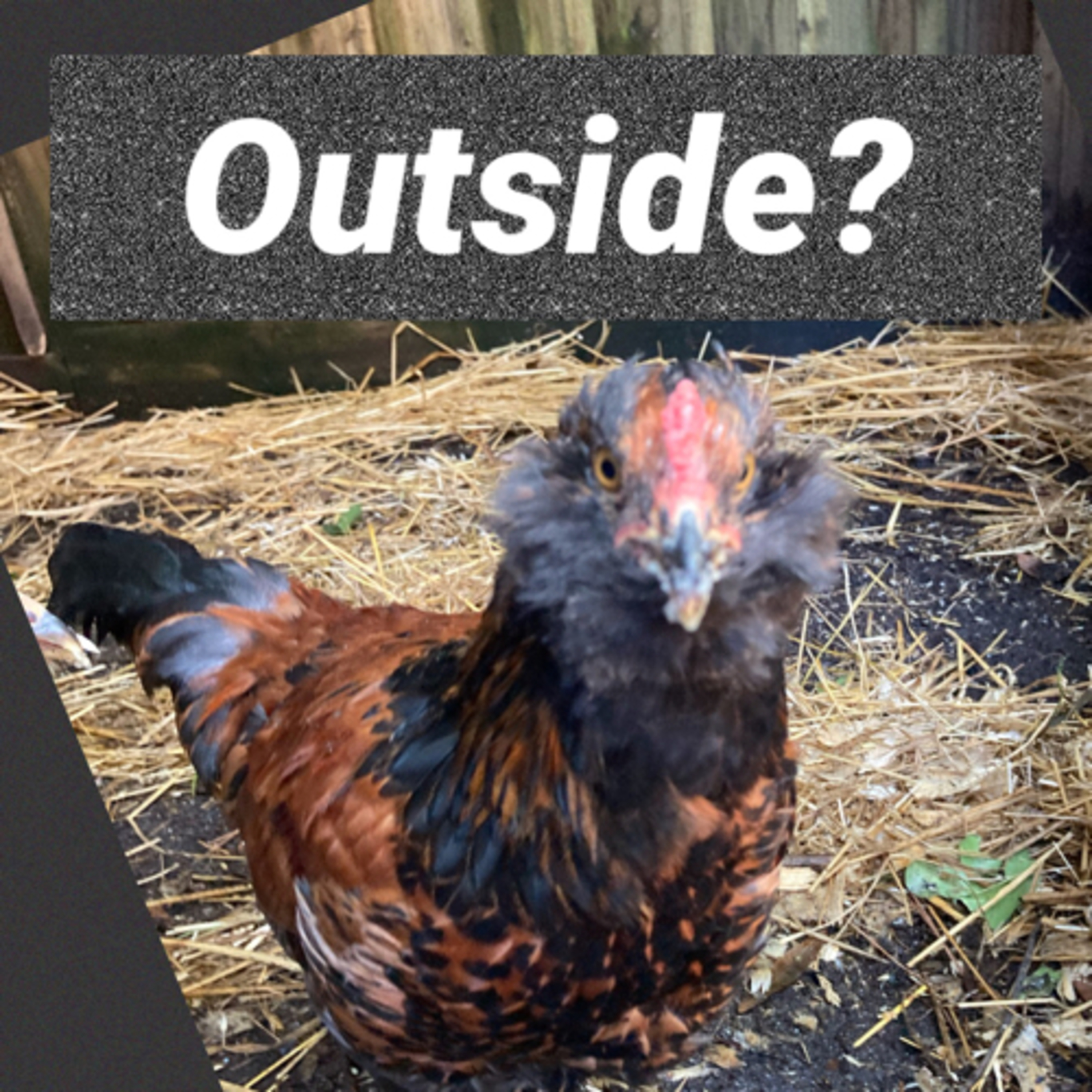 Tips for raising Chicks