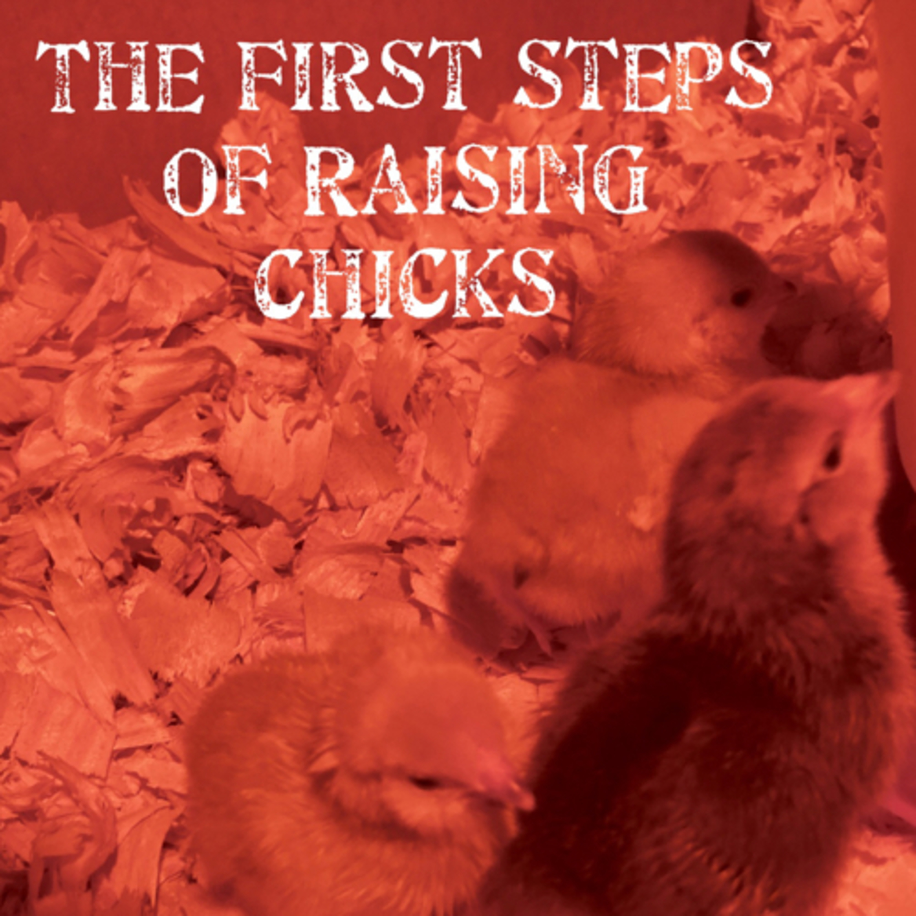 Tips for raising Chicks
