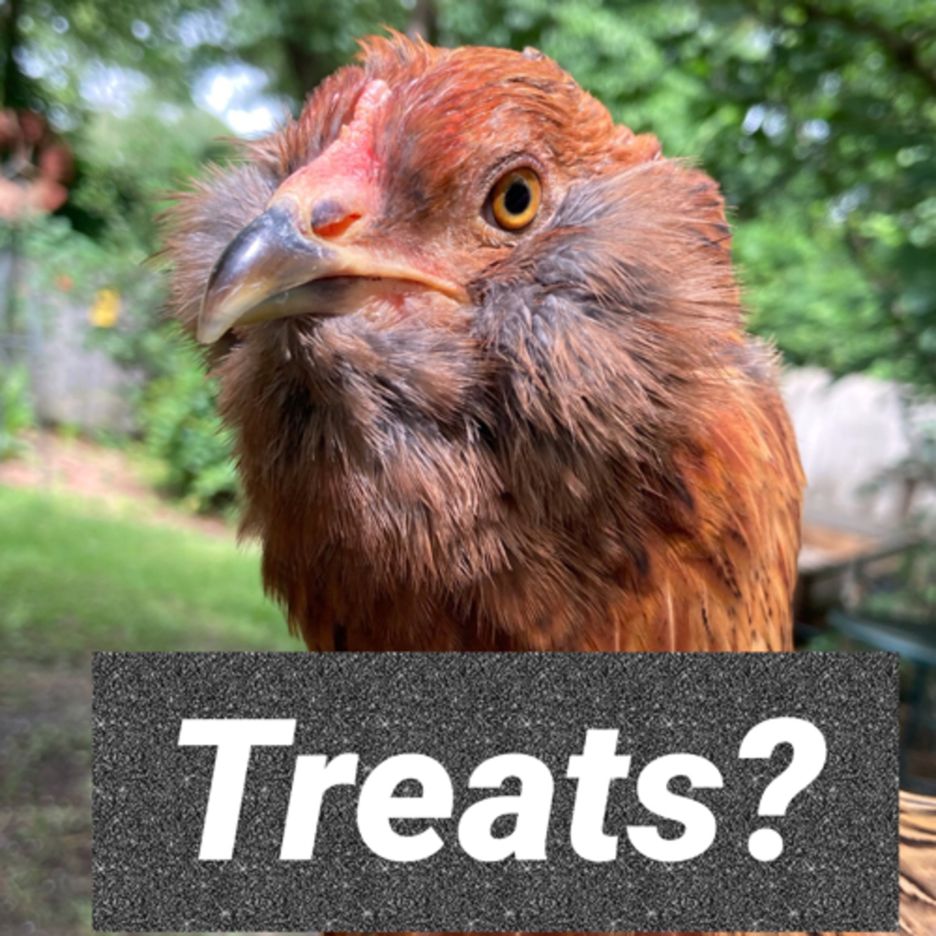Tips for raising Chicks