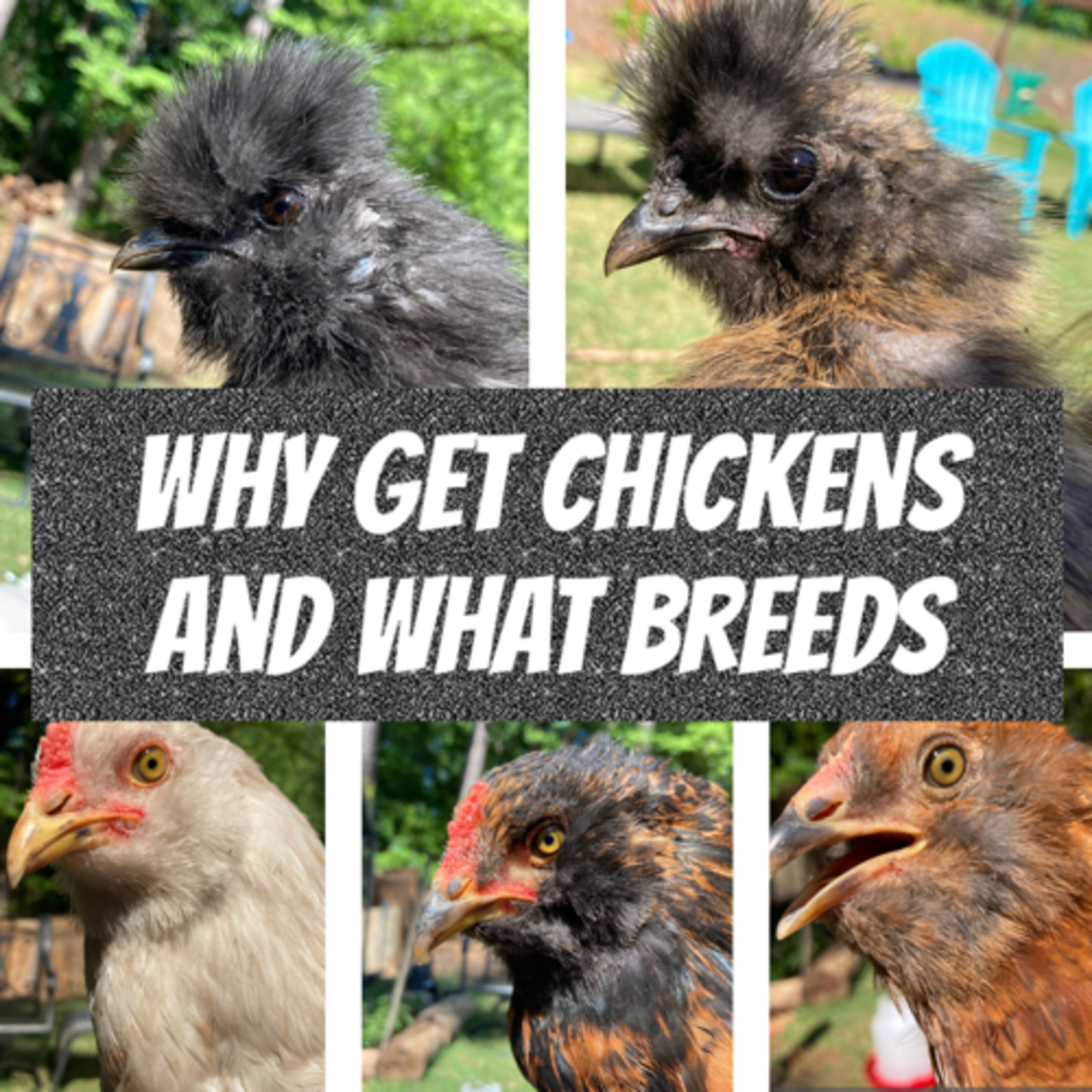 Tips for raising Chicks