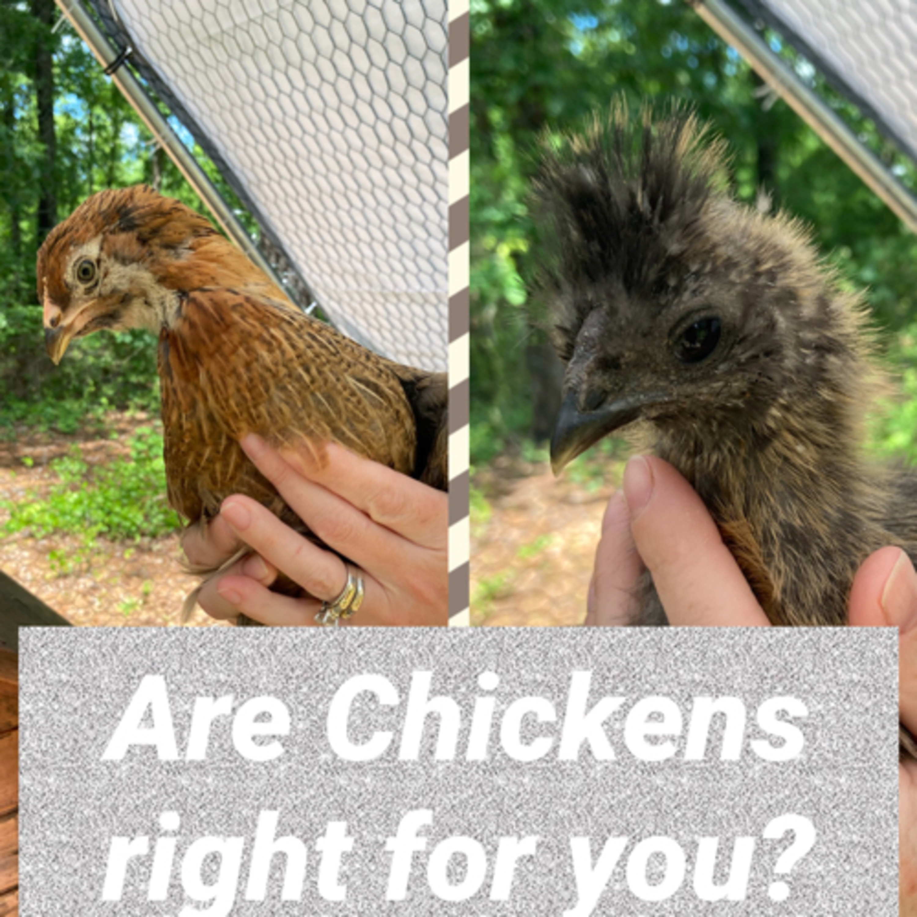 Tips for raising Chicks