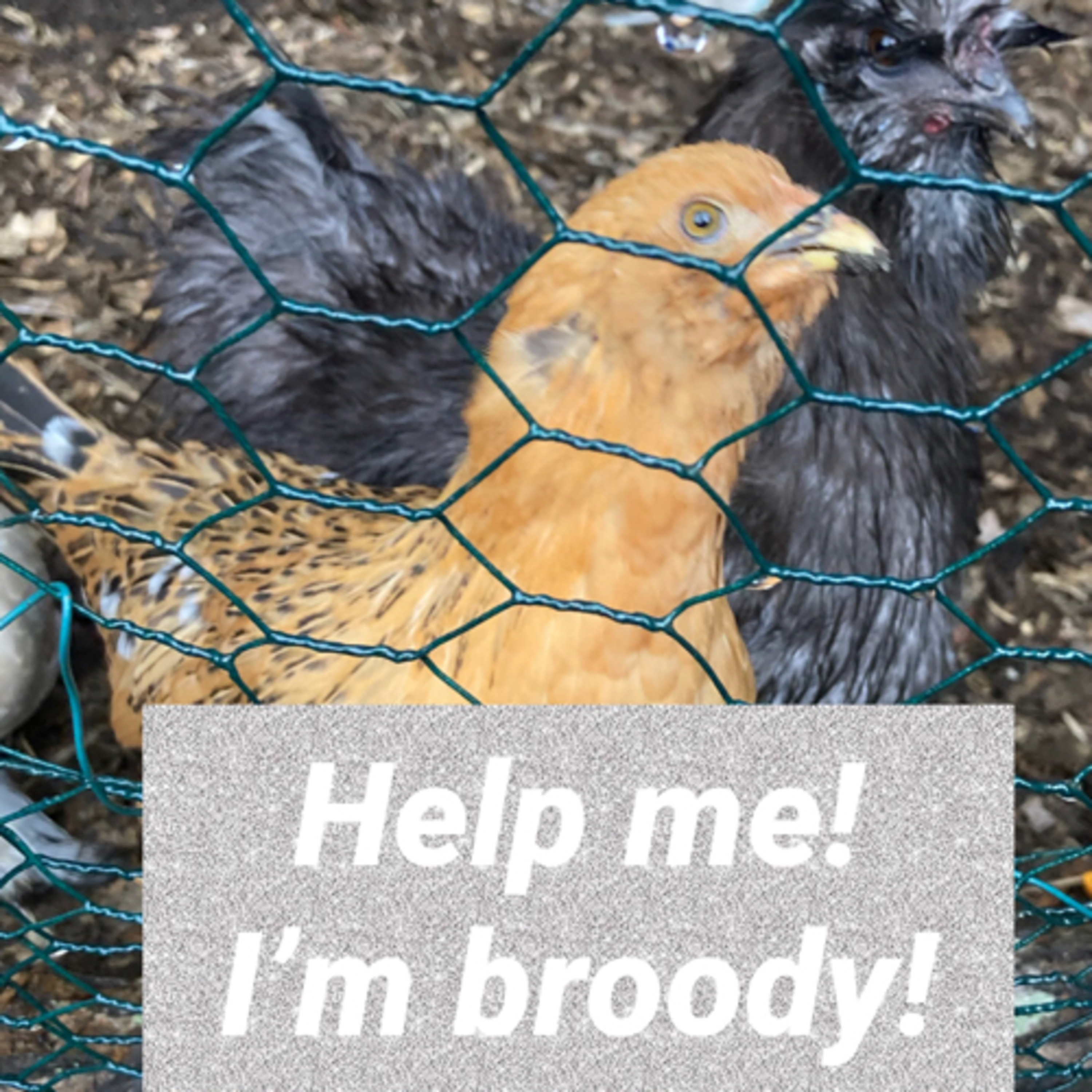 Tips for raising Chicks