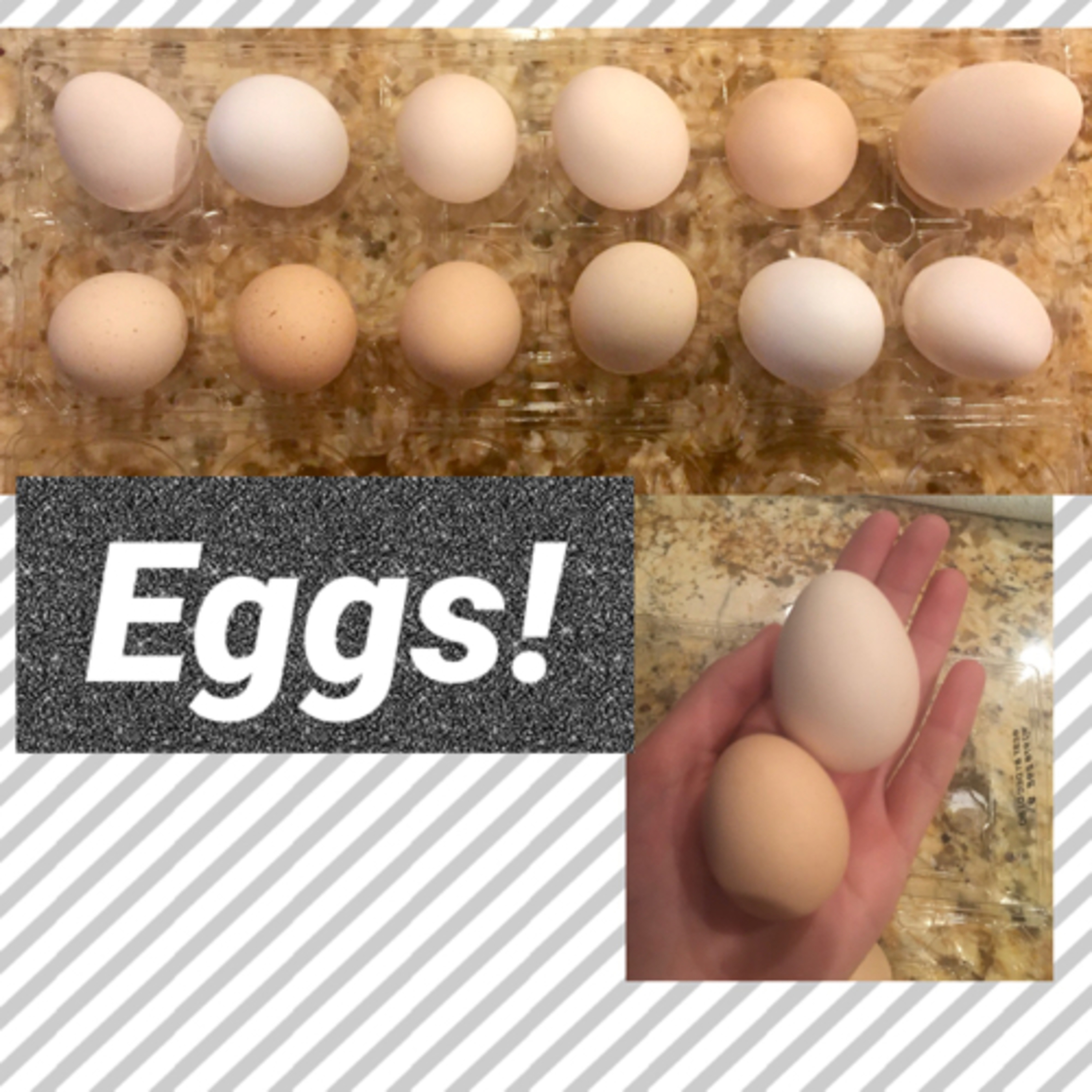 Tips for raising Chicks