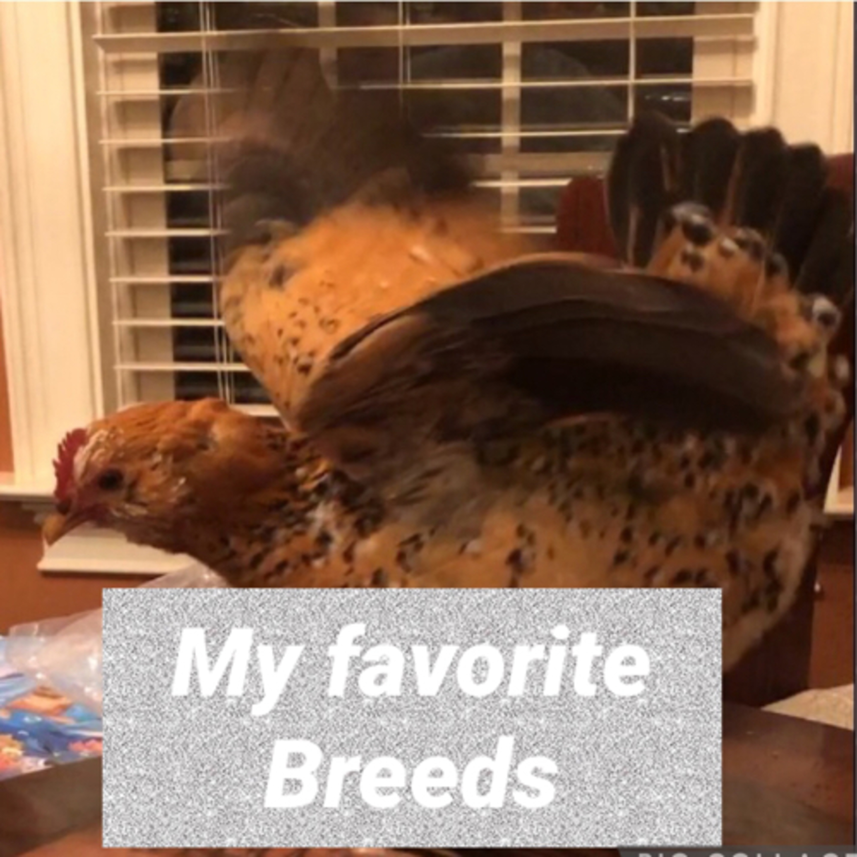 Tips for raising Chicks