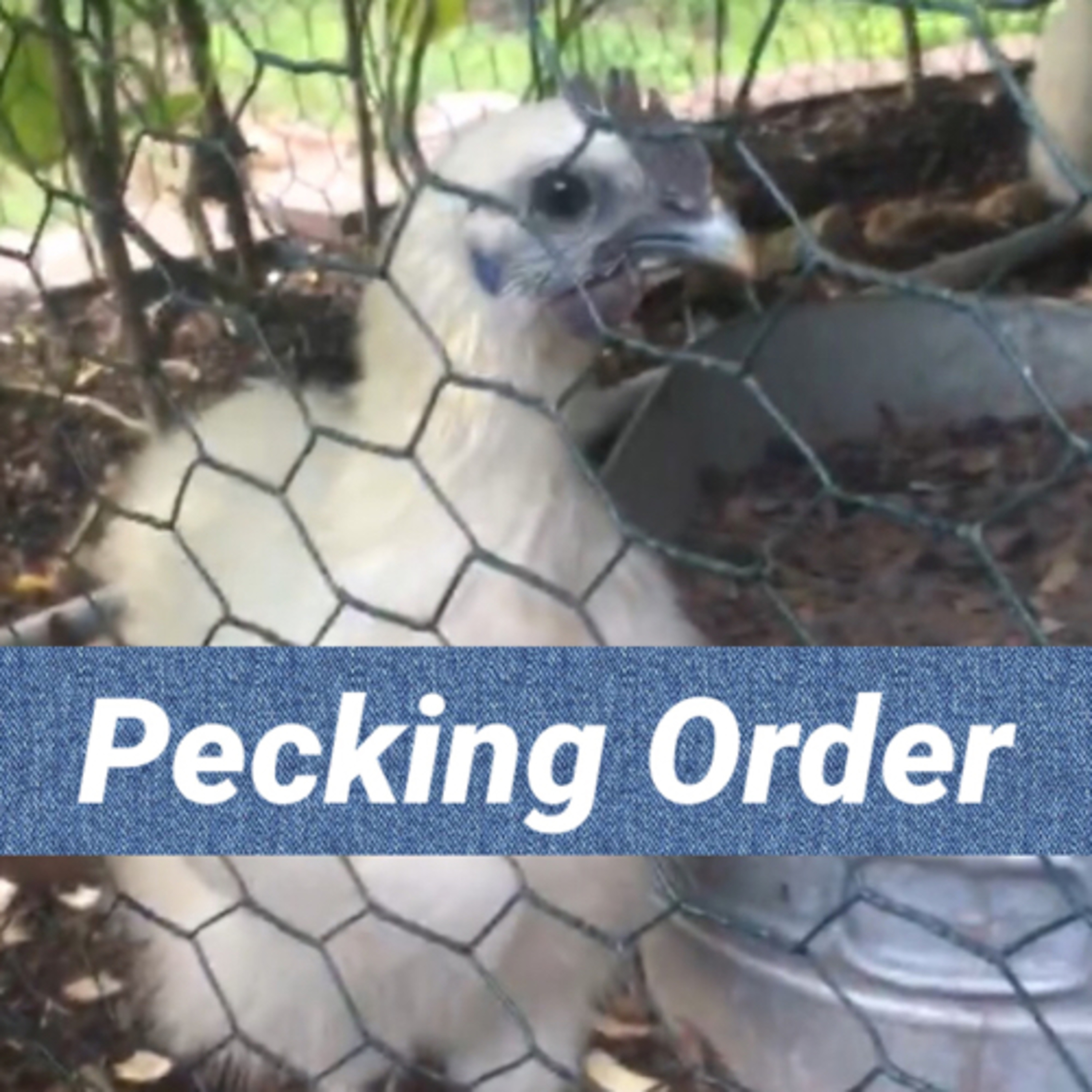 Tips for raising Chicks