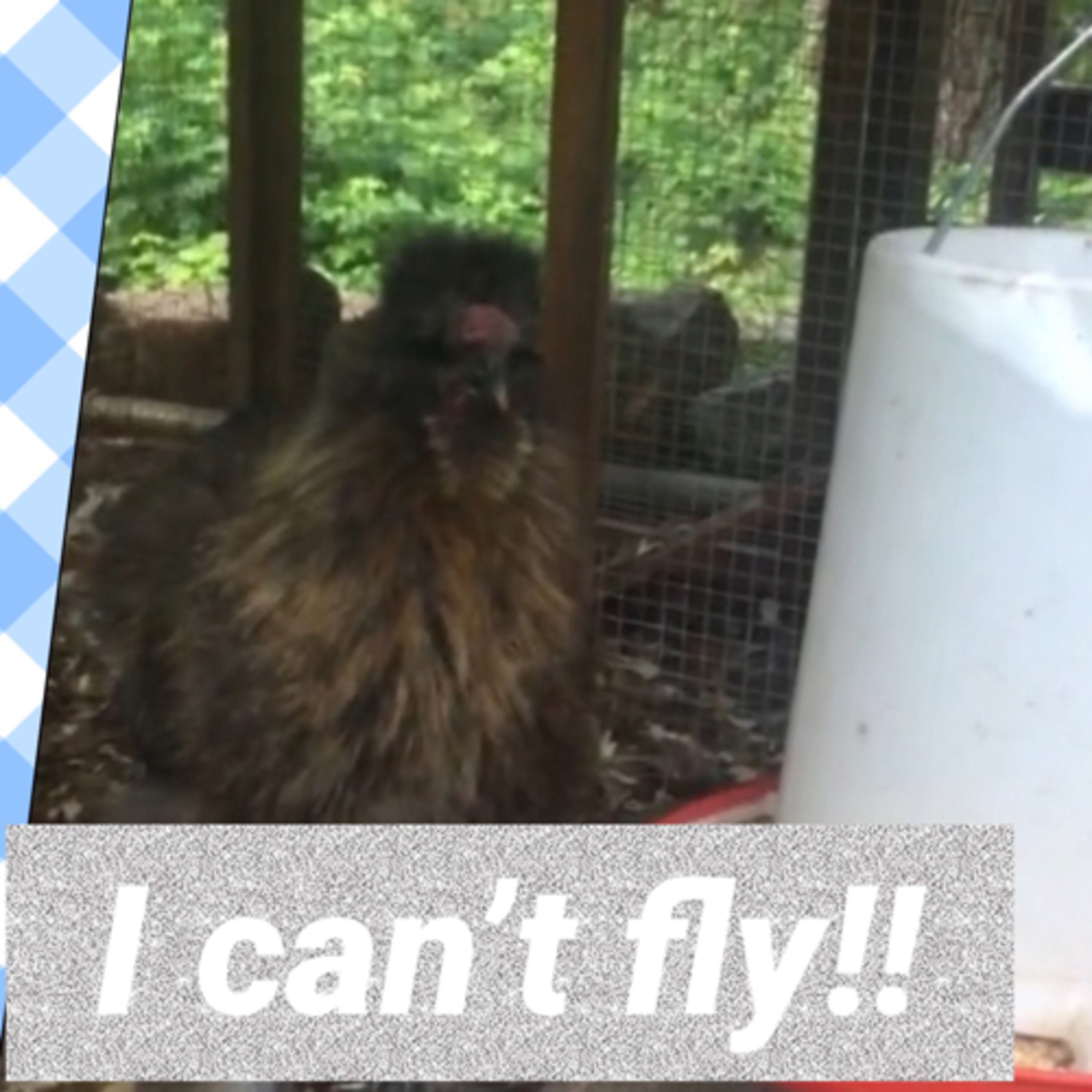 Tips for raising Chicks