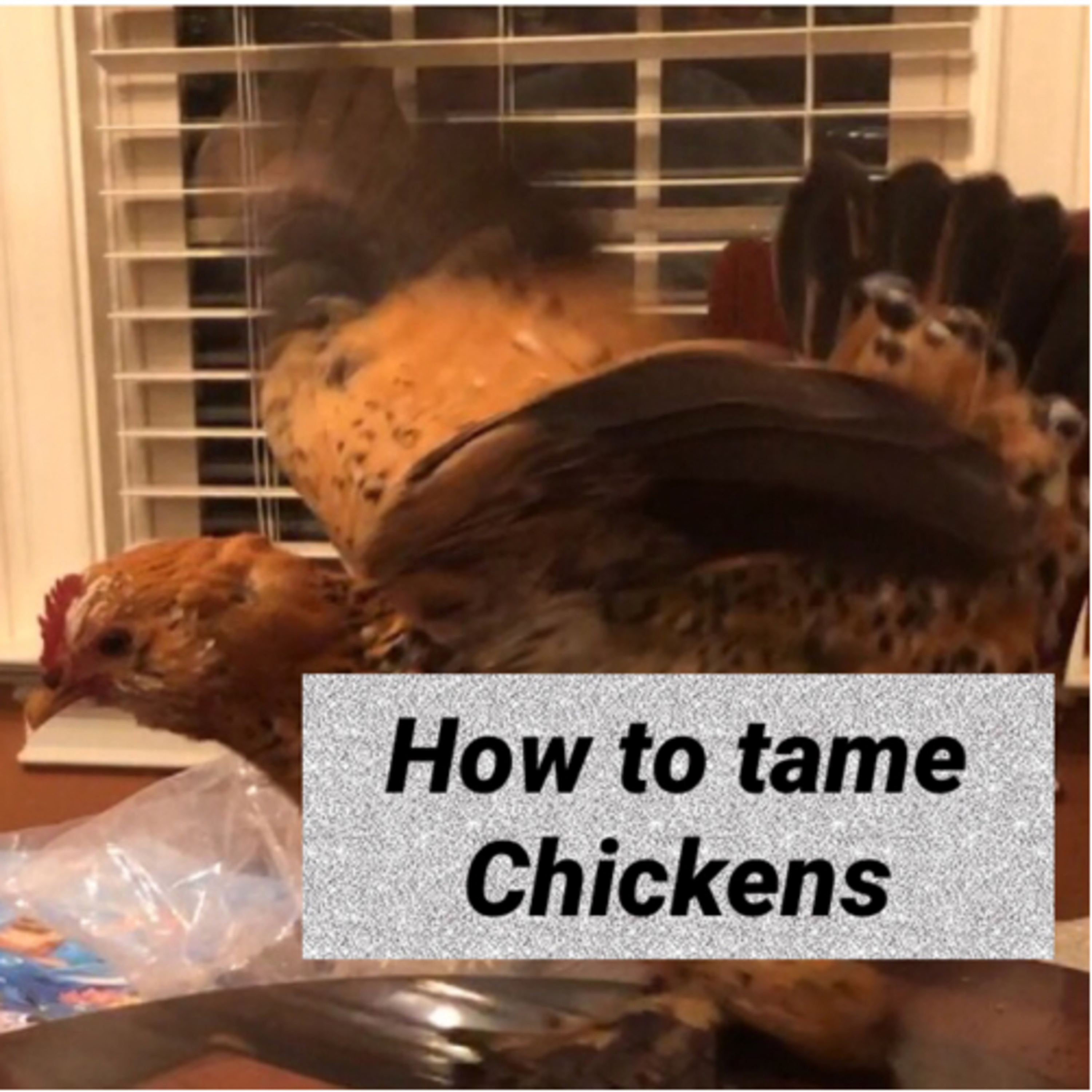 Tips for raising Chicks