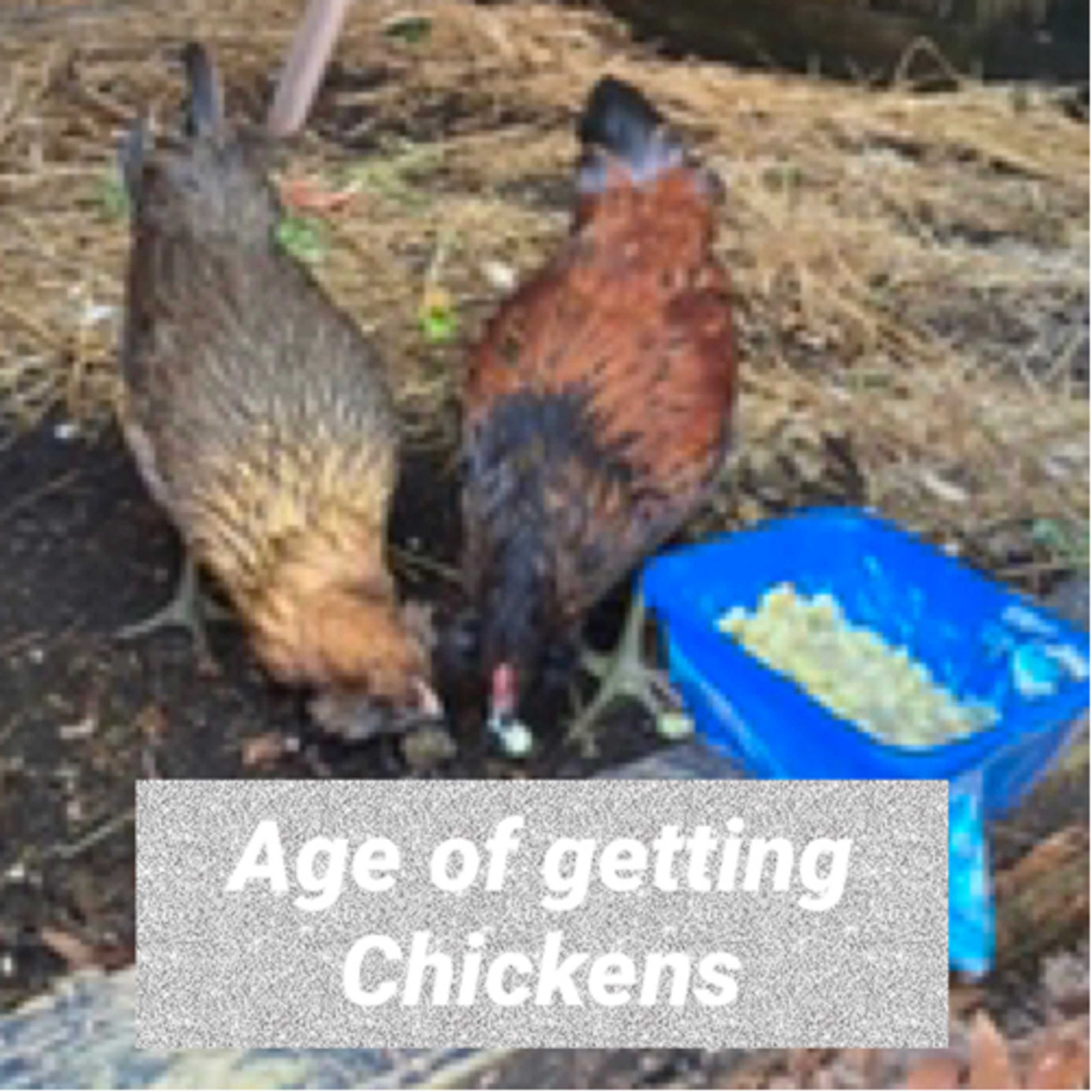 Tips for raising Chicks