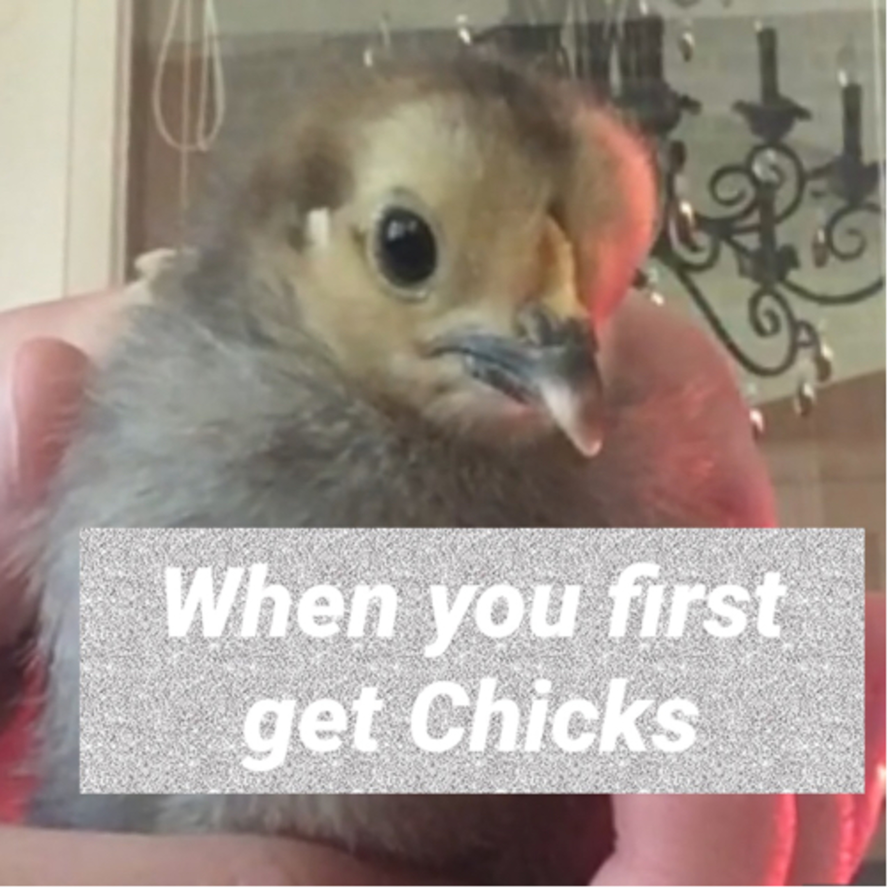 Tips for raising Chicks