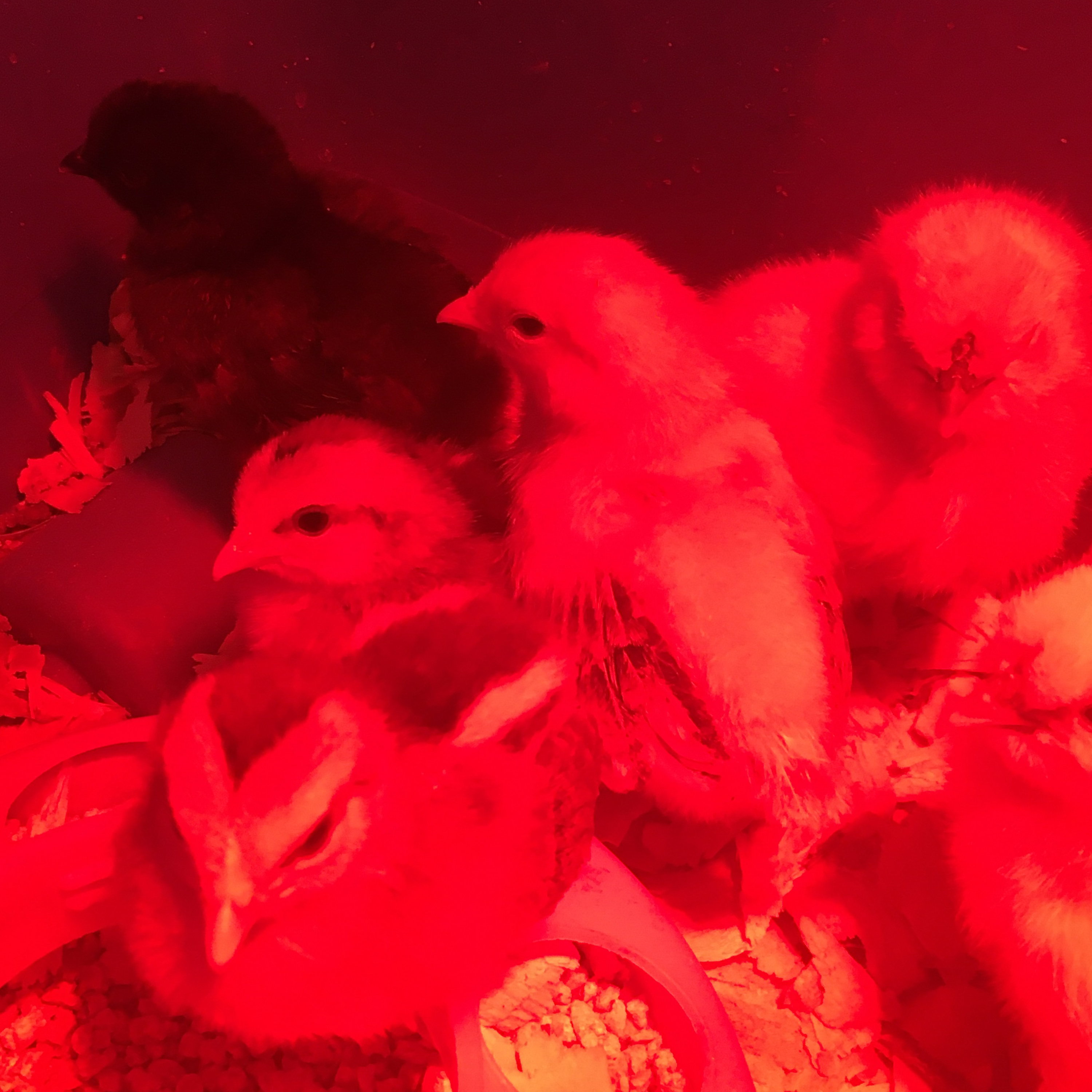 Tips for raising Chicks