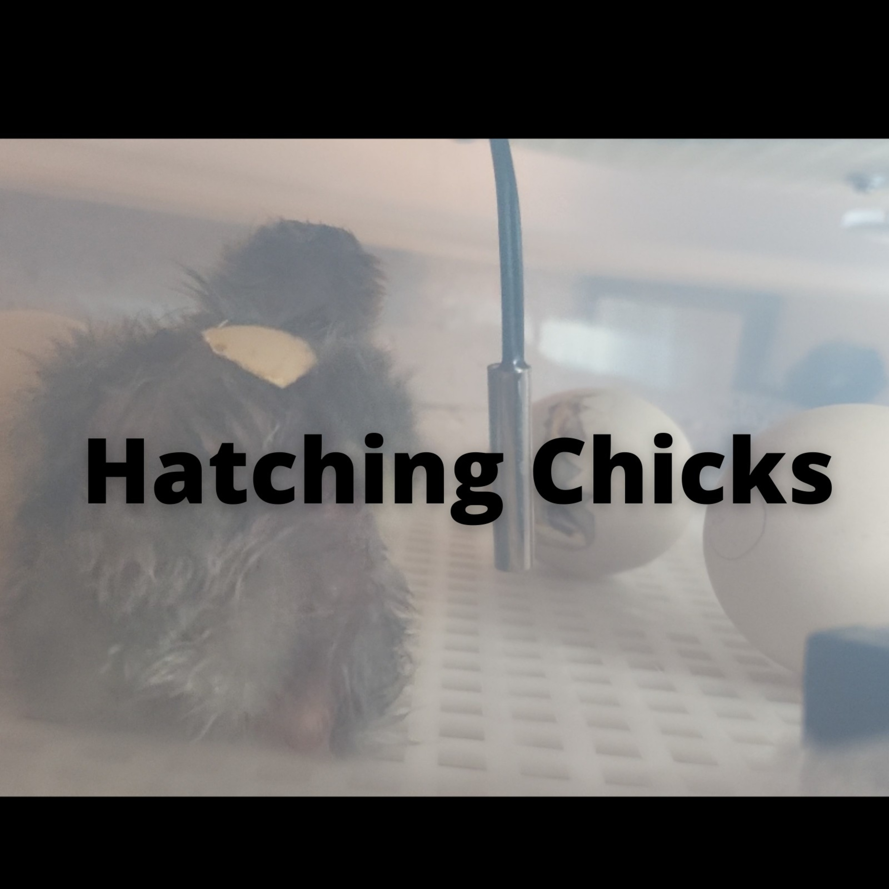 Tips for raising Chicks