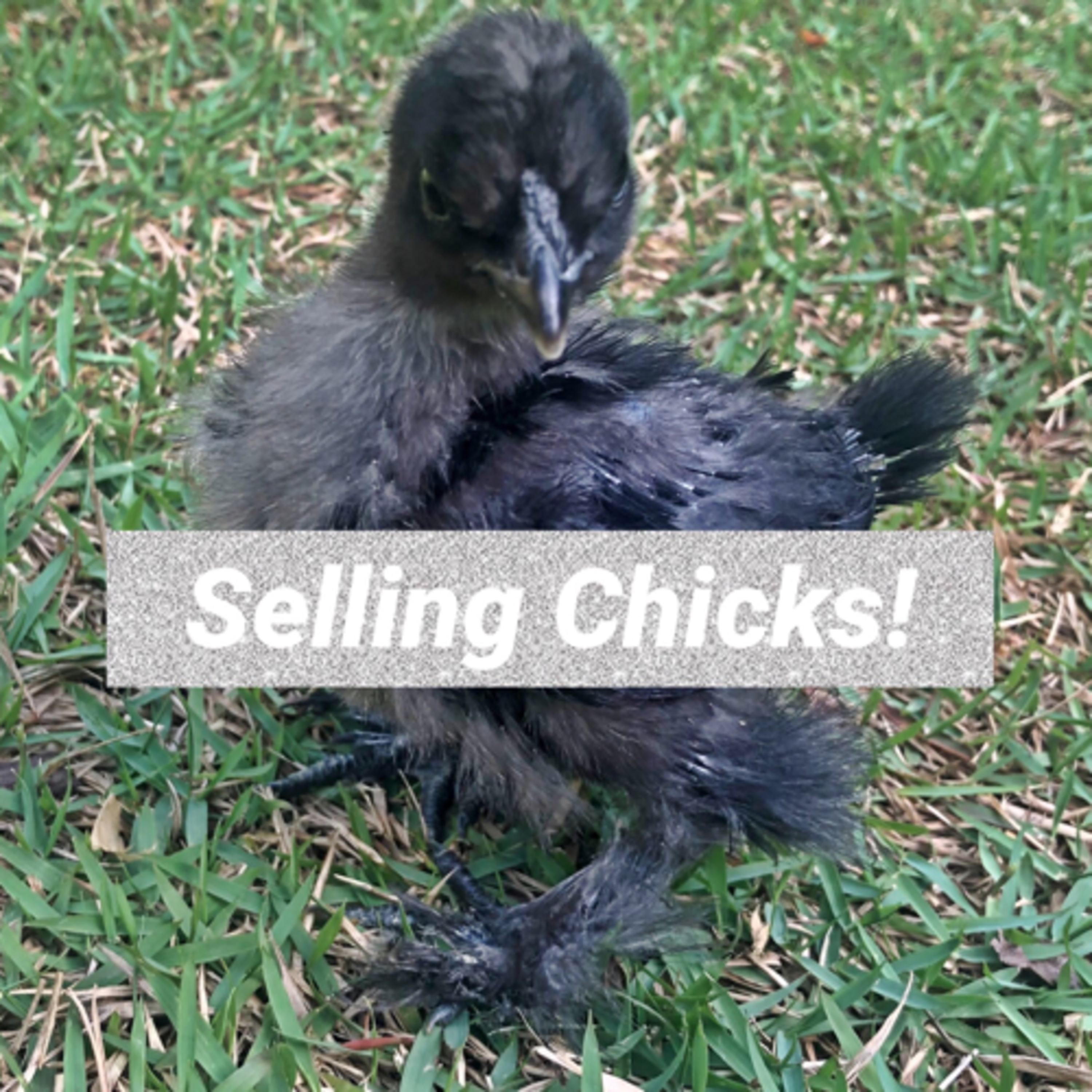 Tips for raising Chicks