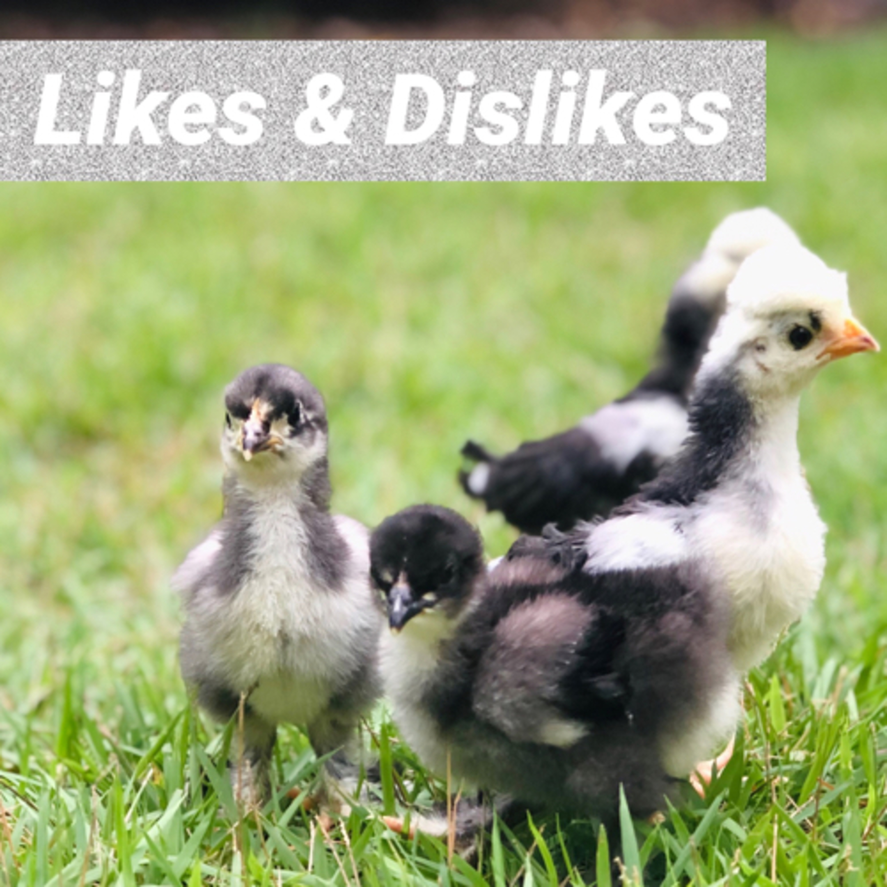 Tips for raising Chicks