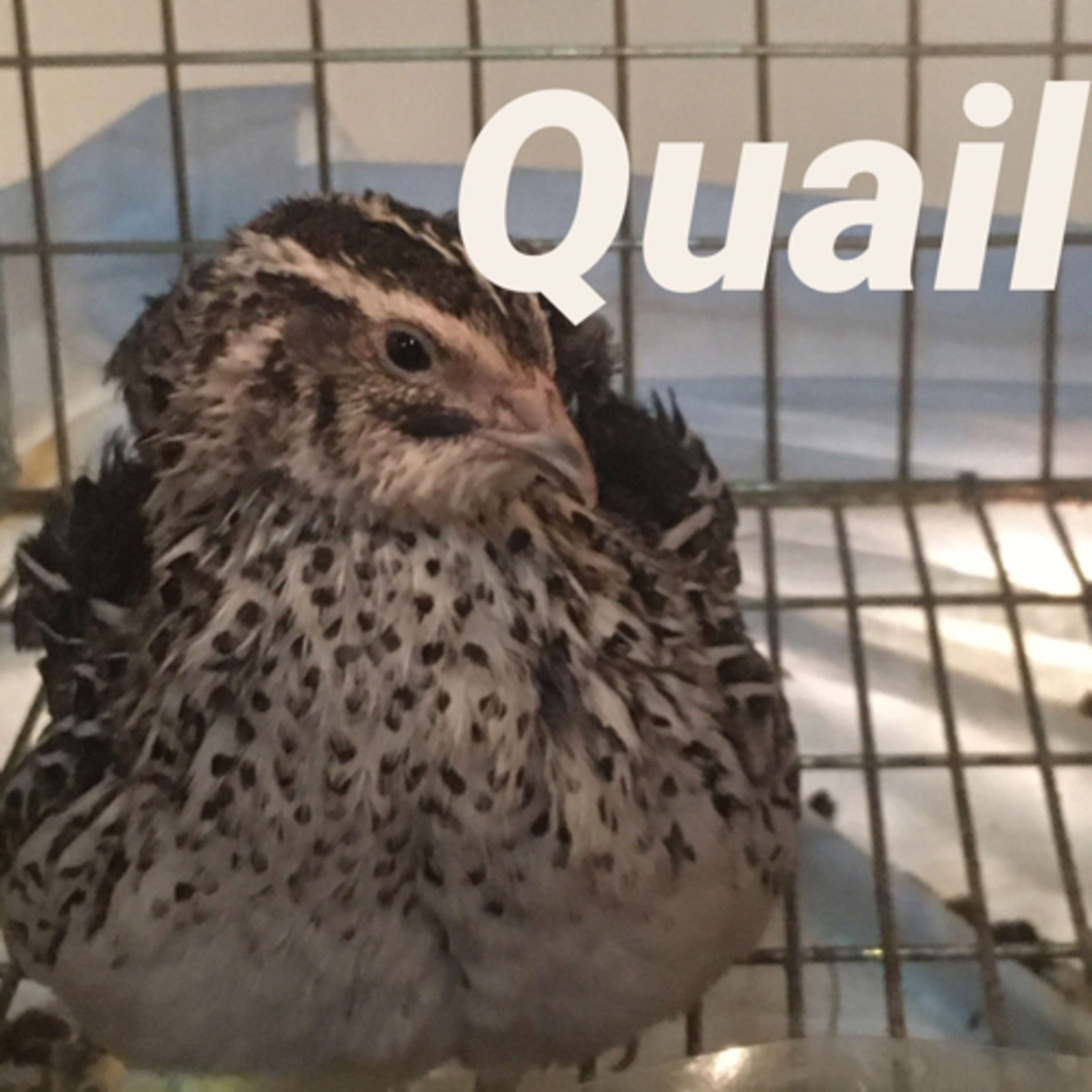 Tips for raising Chicks