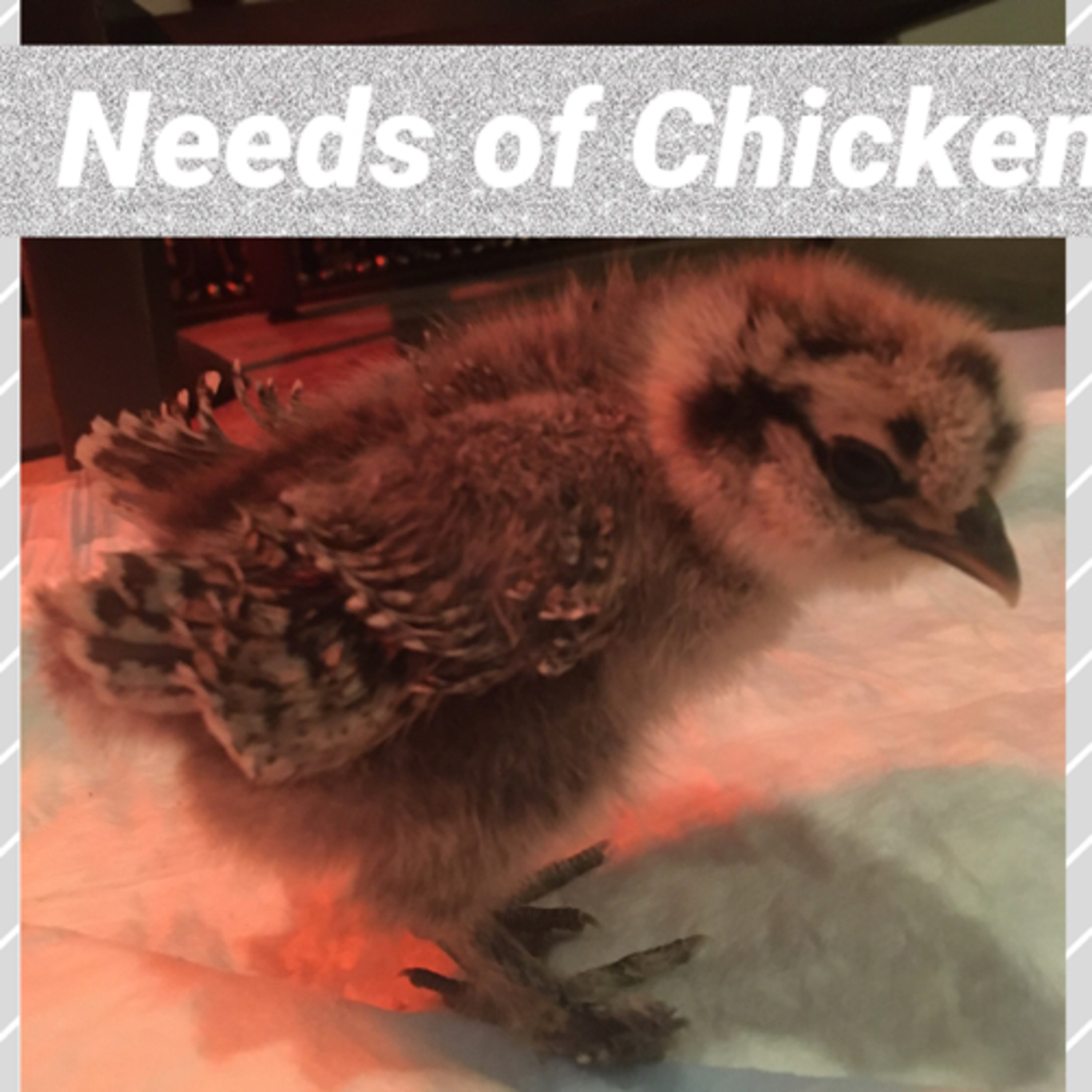 Tips for raising Chicks
