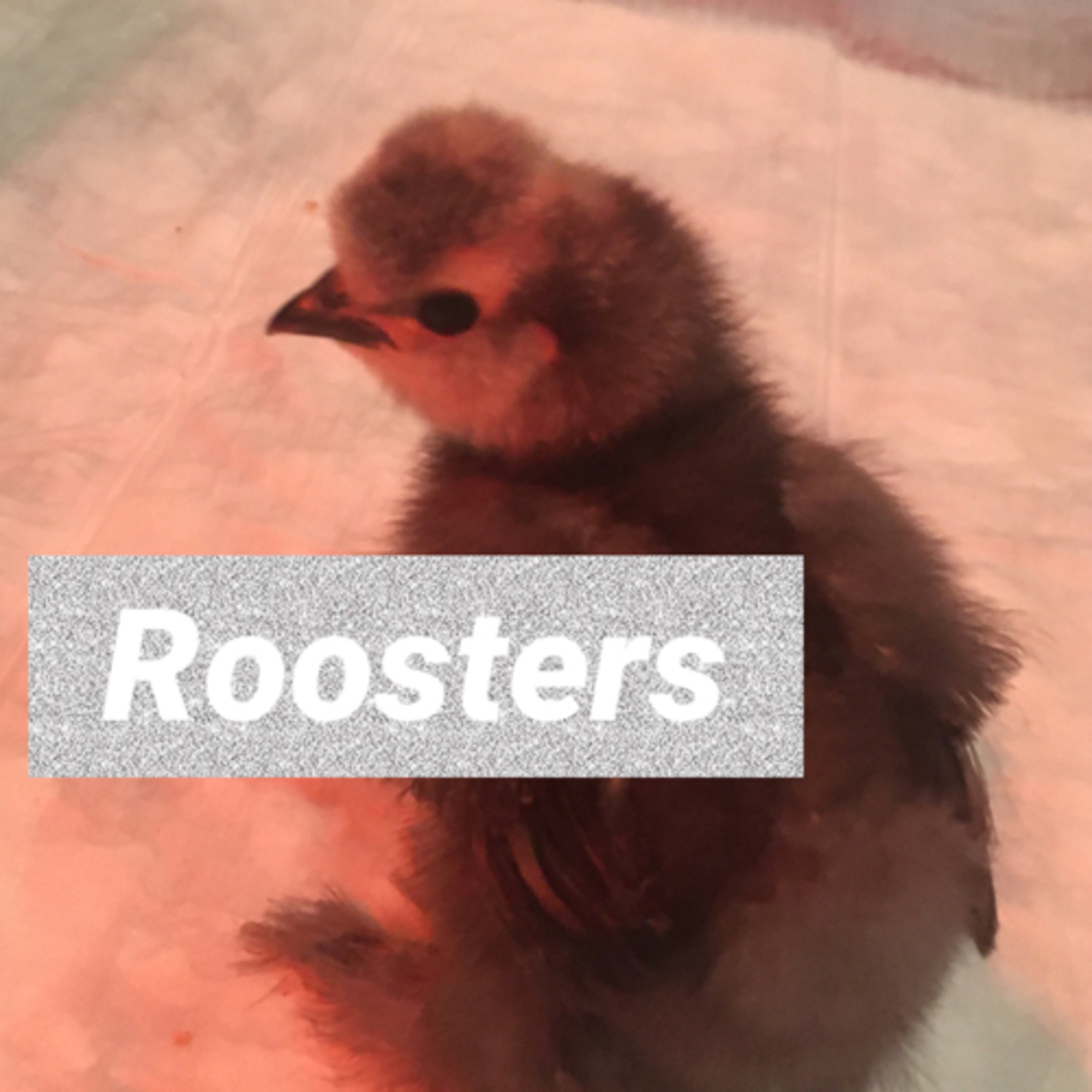 Tips for raising Chicks