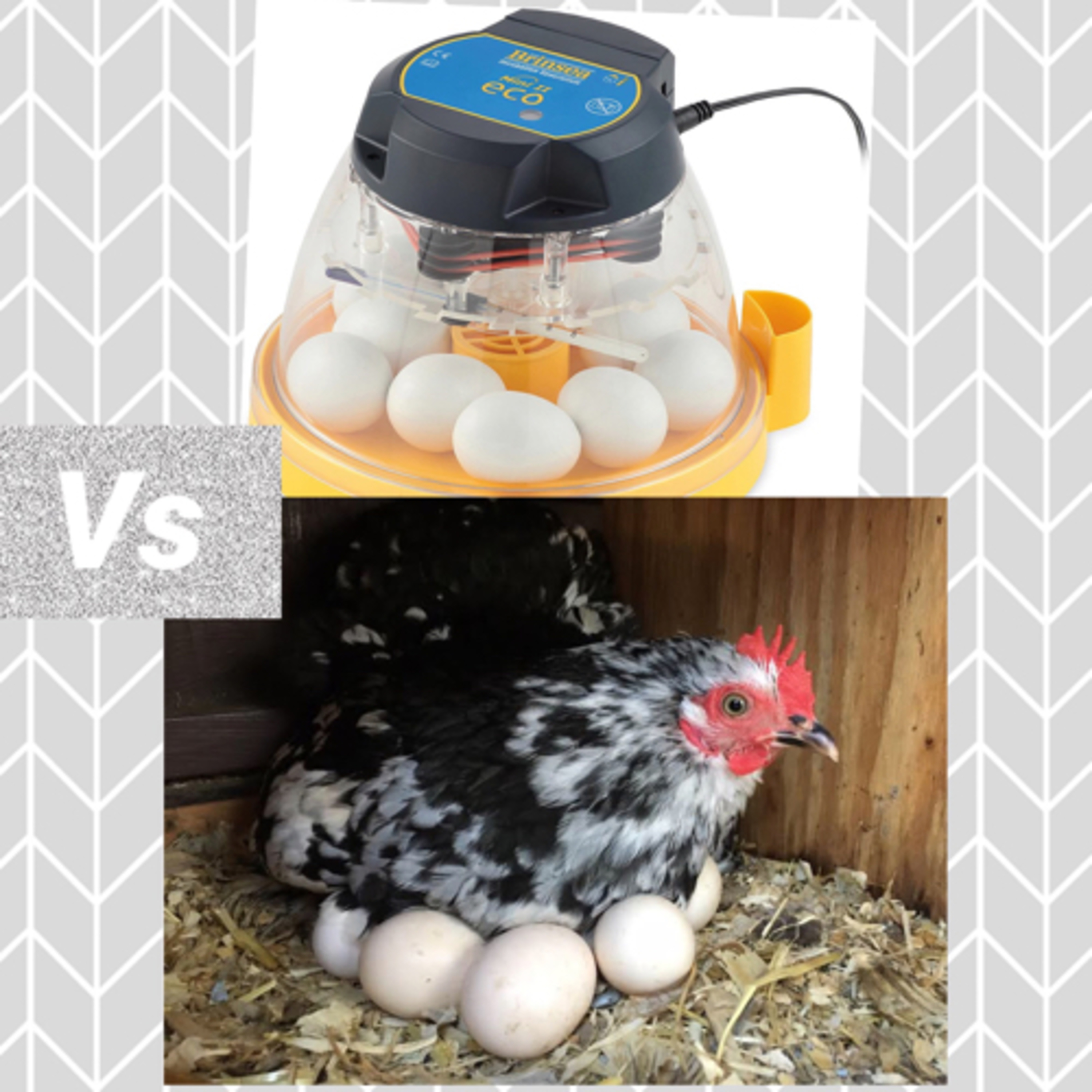 Tips for raising Chicks