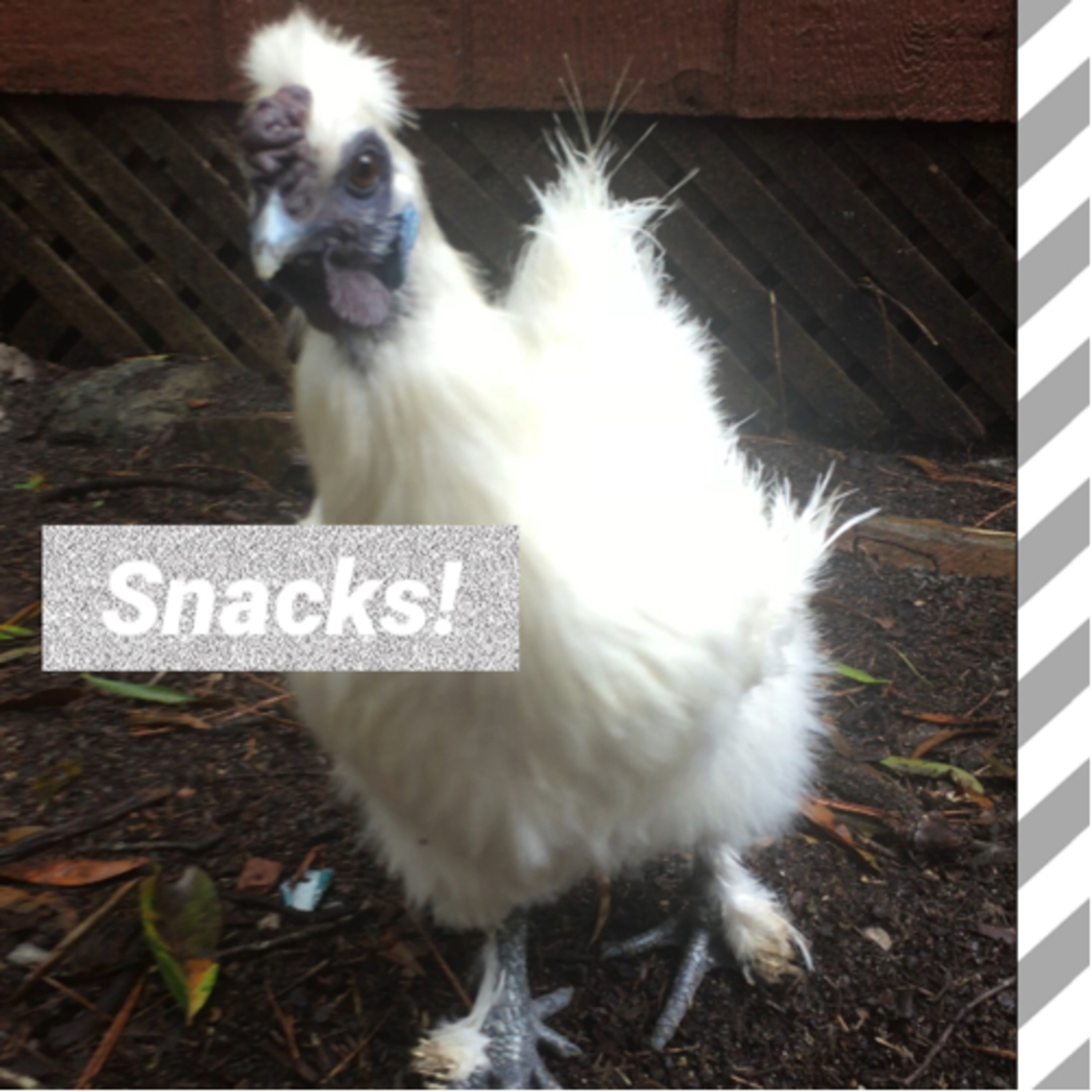 Tips for raising Chicks
