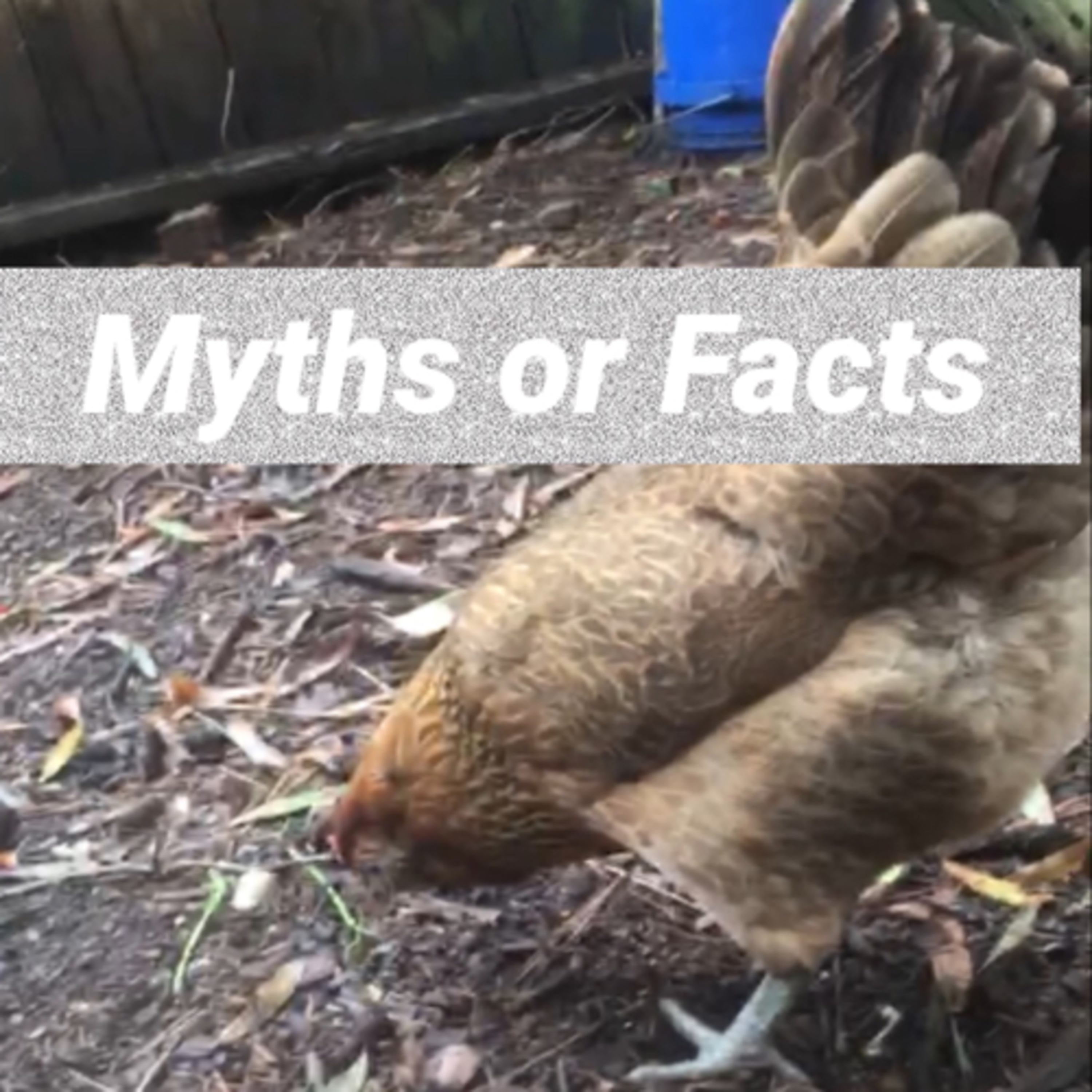 Tips for raising Chicks