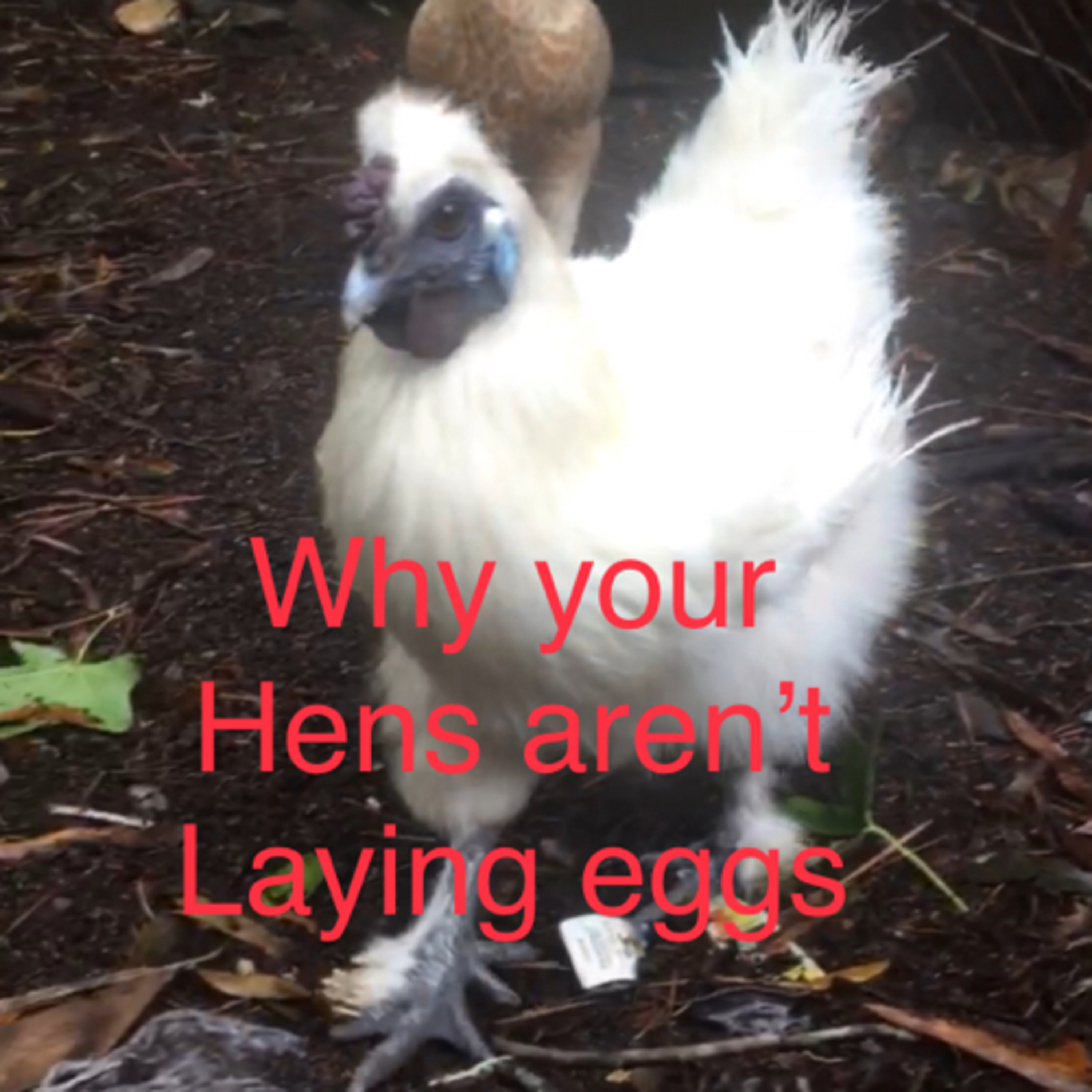 Tips for raising Chicks