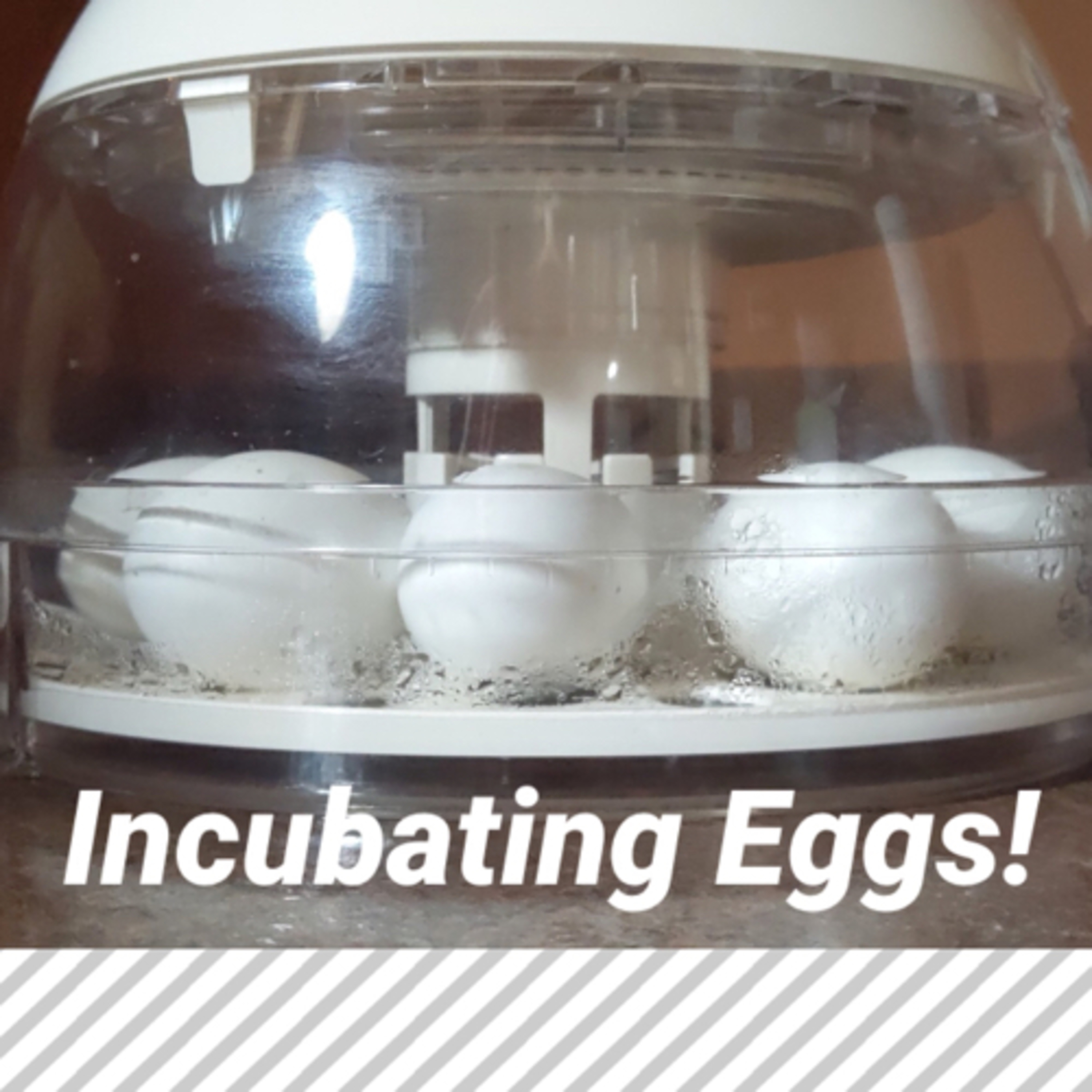 Tips for raising Chicks