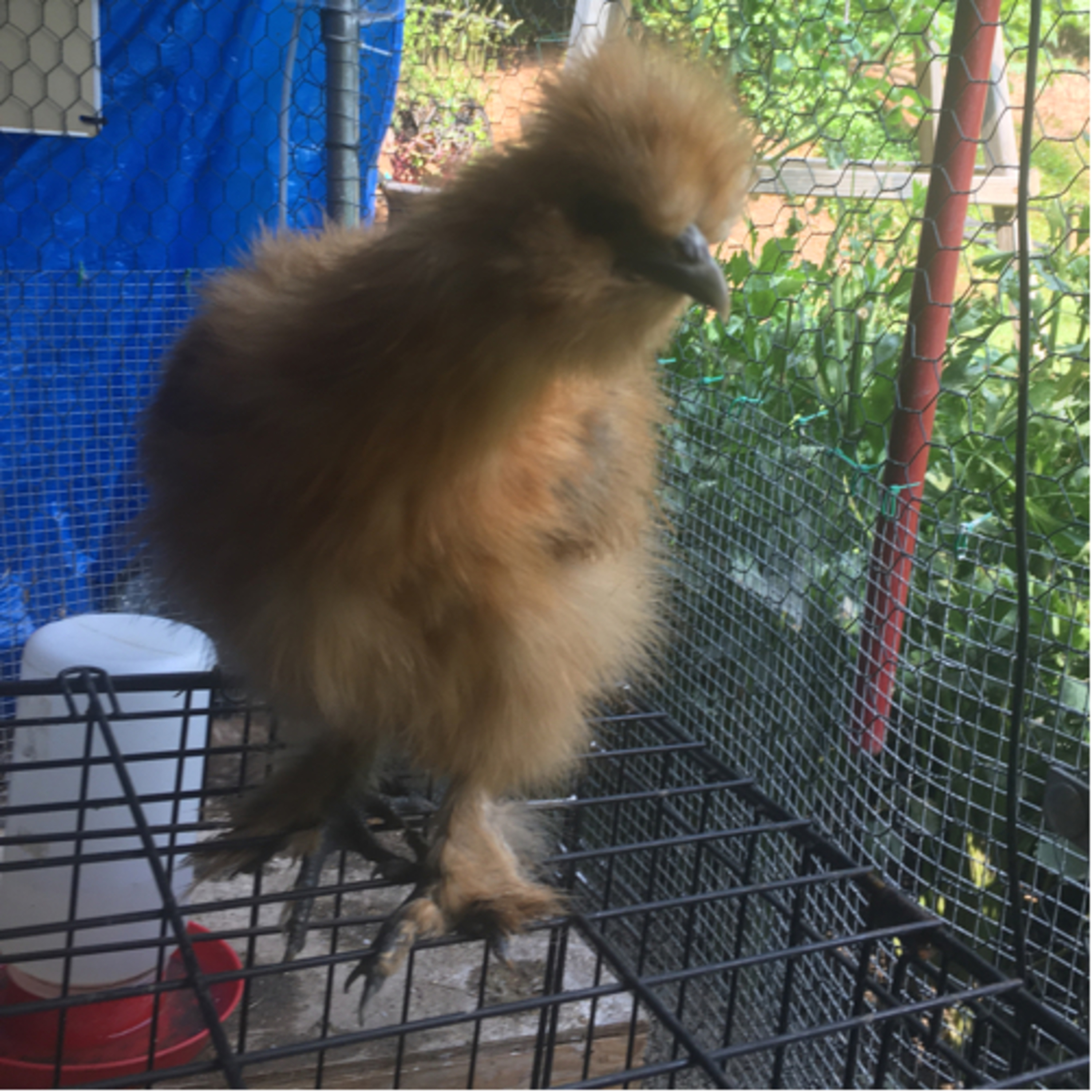 Tips for raising Chicks