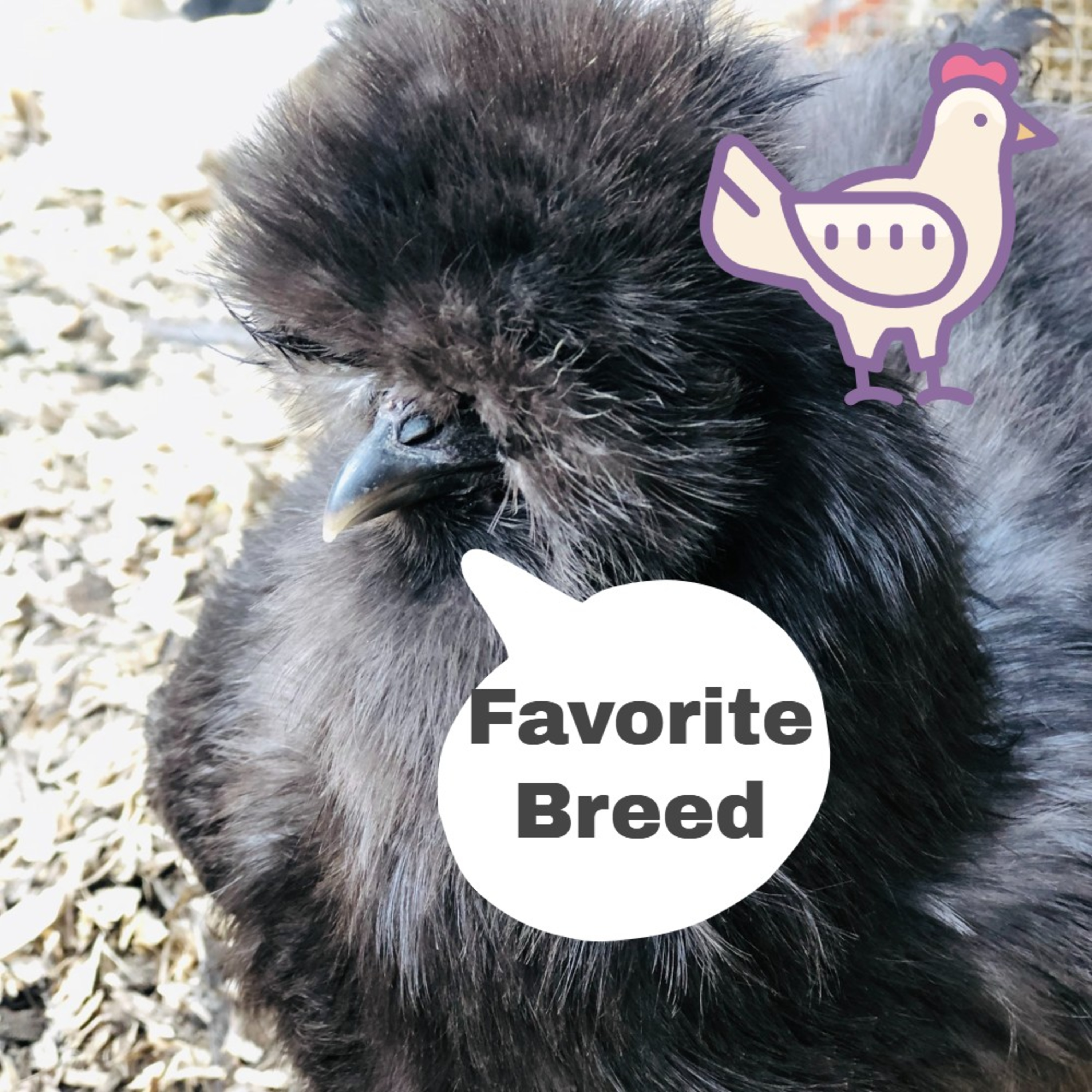 Tips for raising Chicks