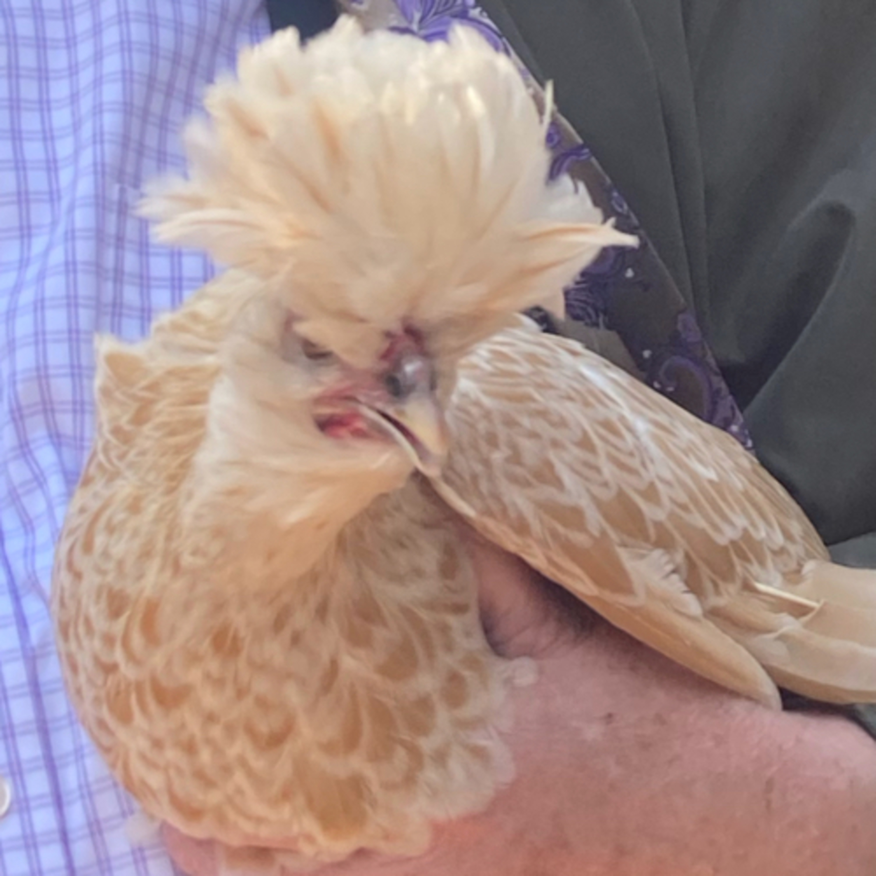 Tips for raising Chicks