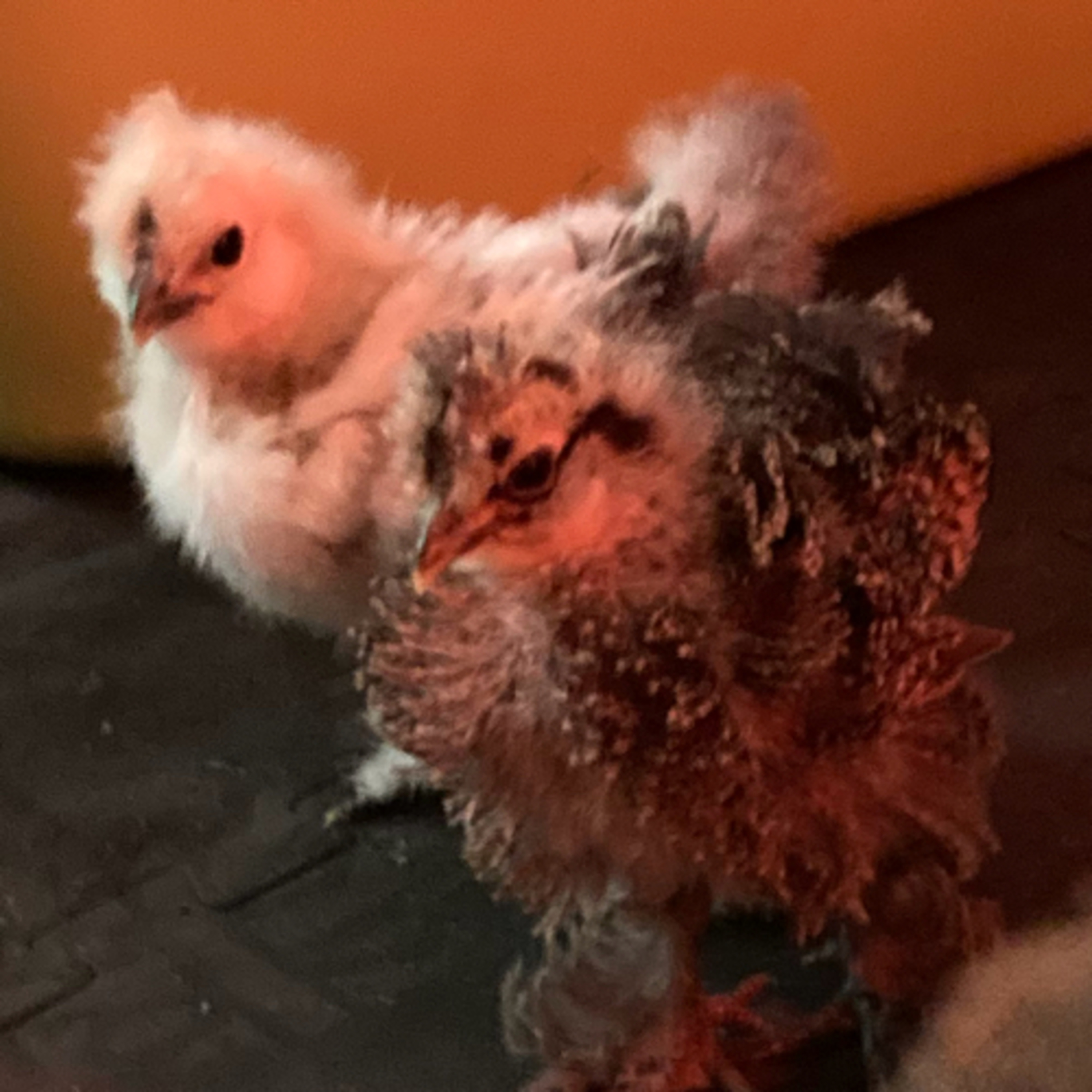 Tips for raising Chicks