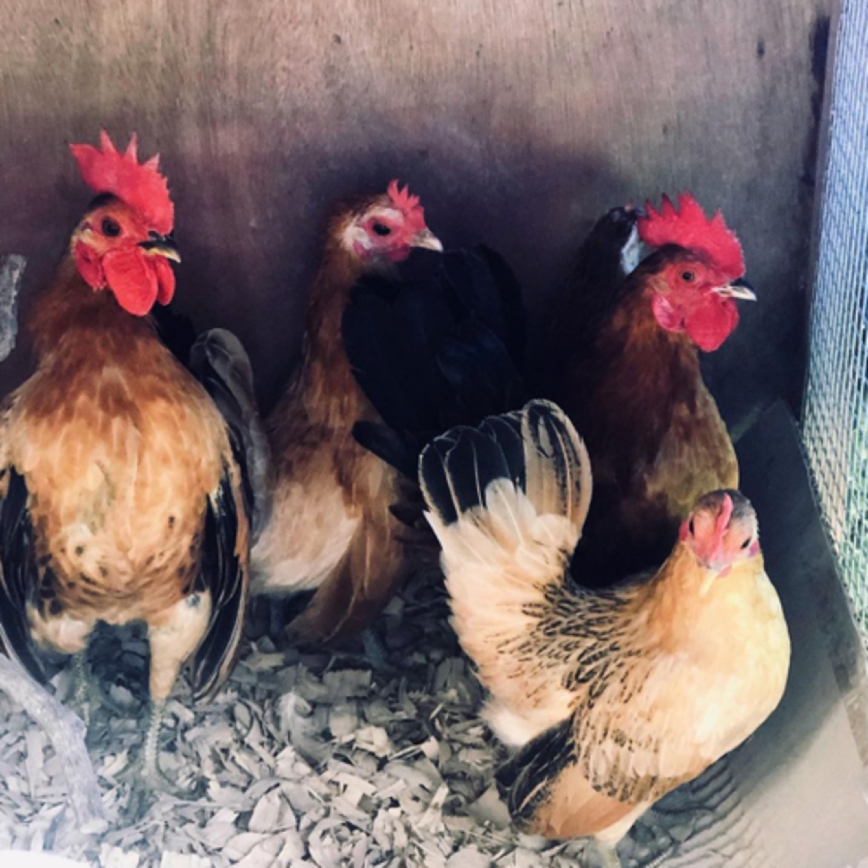 Tips for raising Chicks