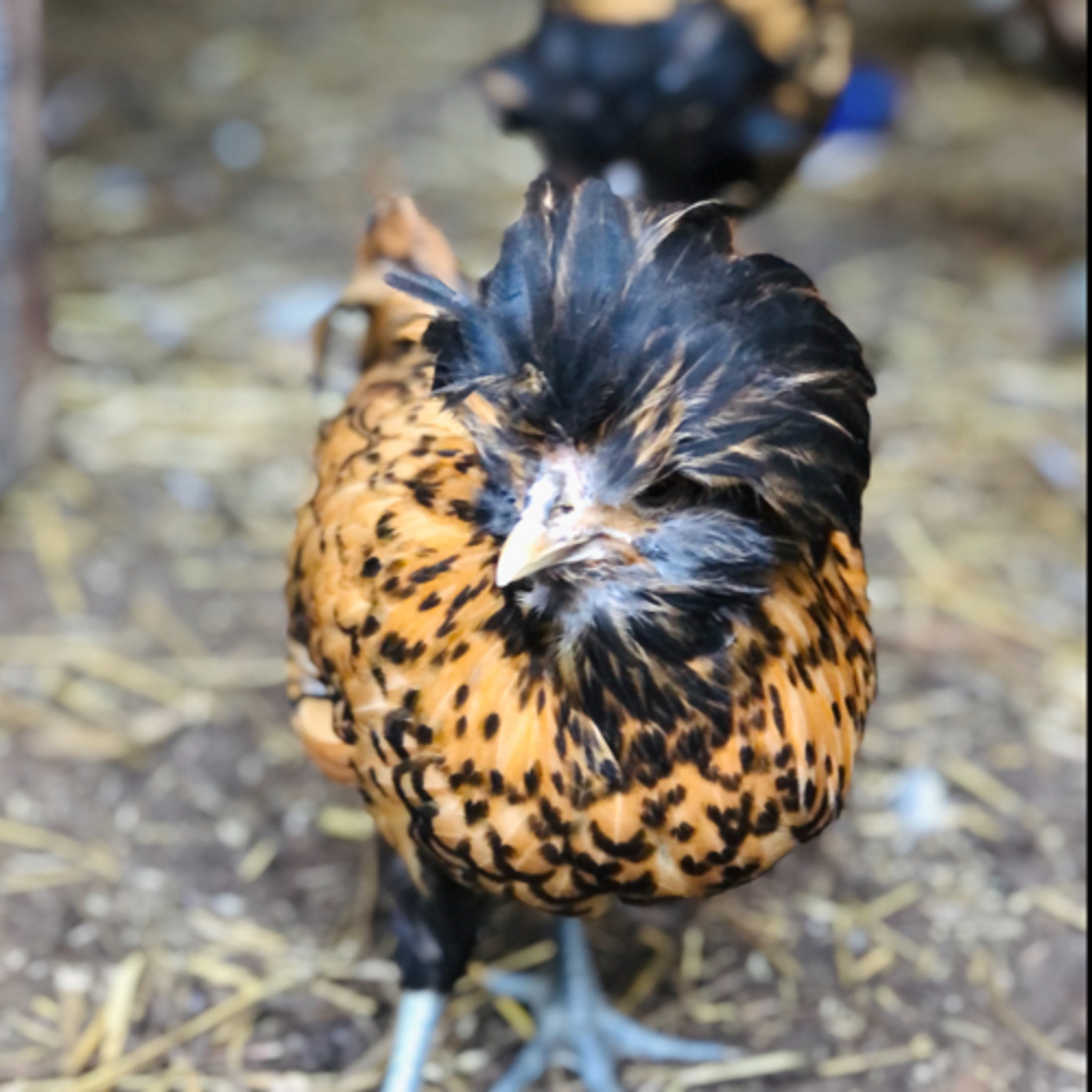 Tips for raising Chicks