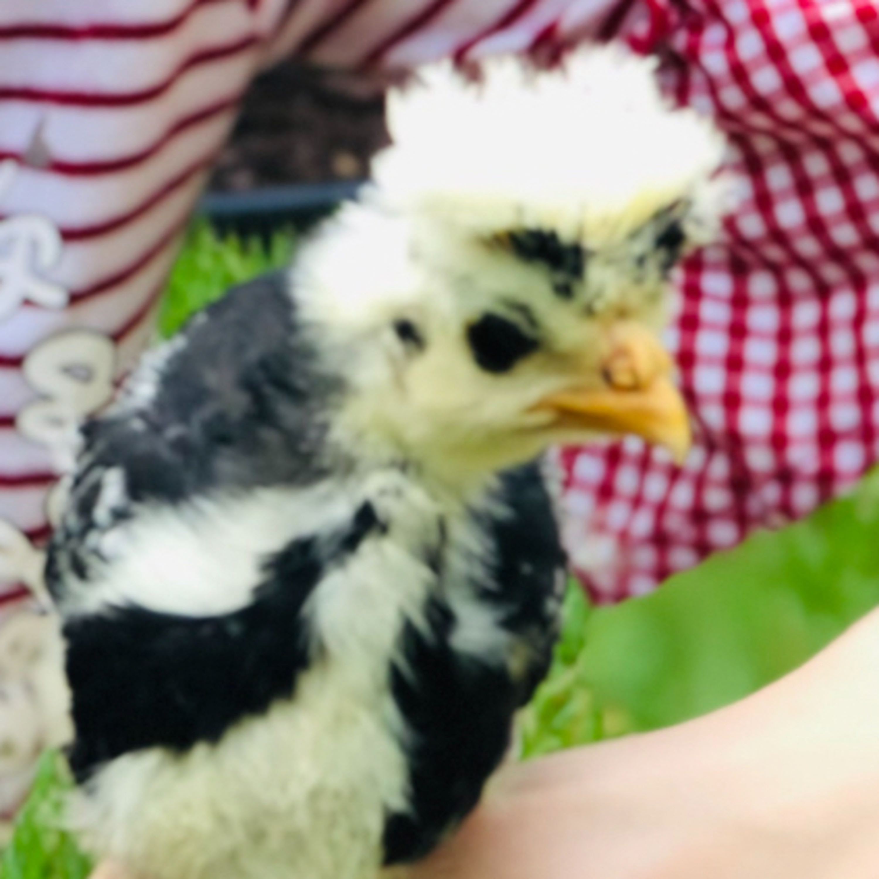 Tips for raising Chicks