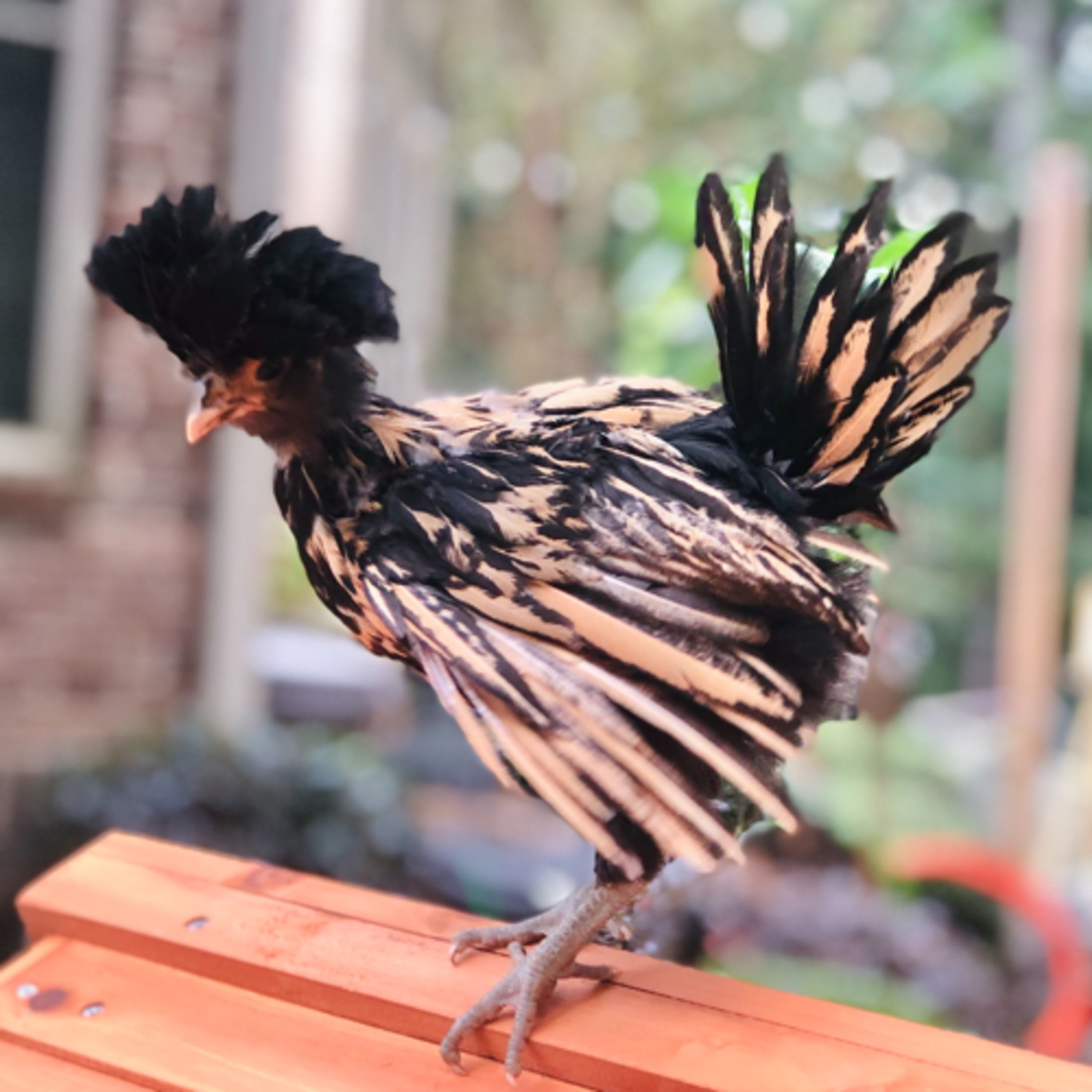 Tips for raising Chicks