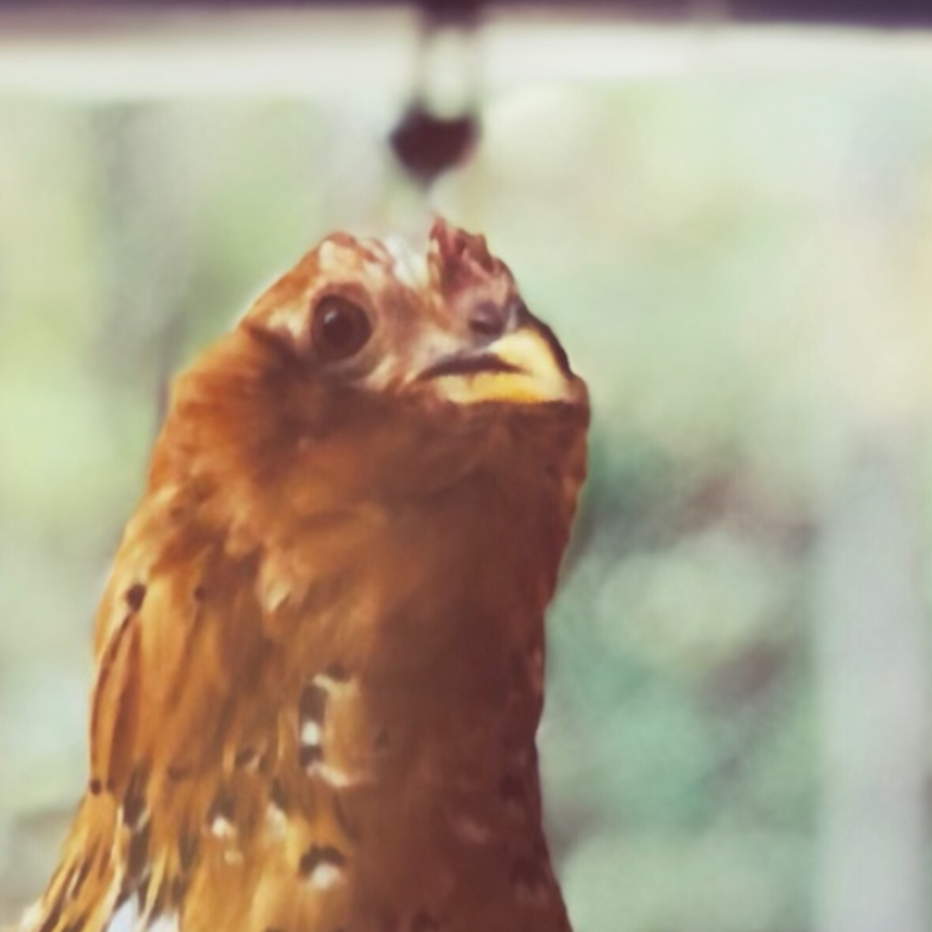 Tips for raising Chicks