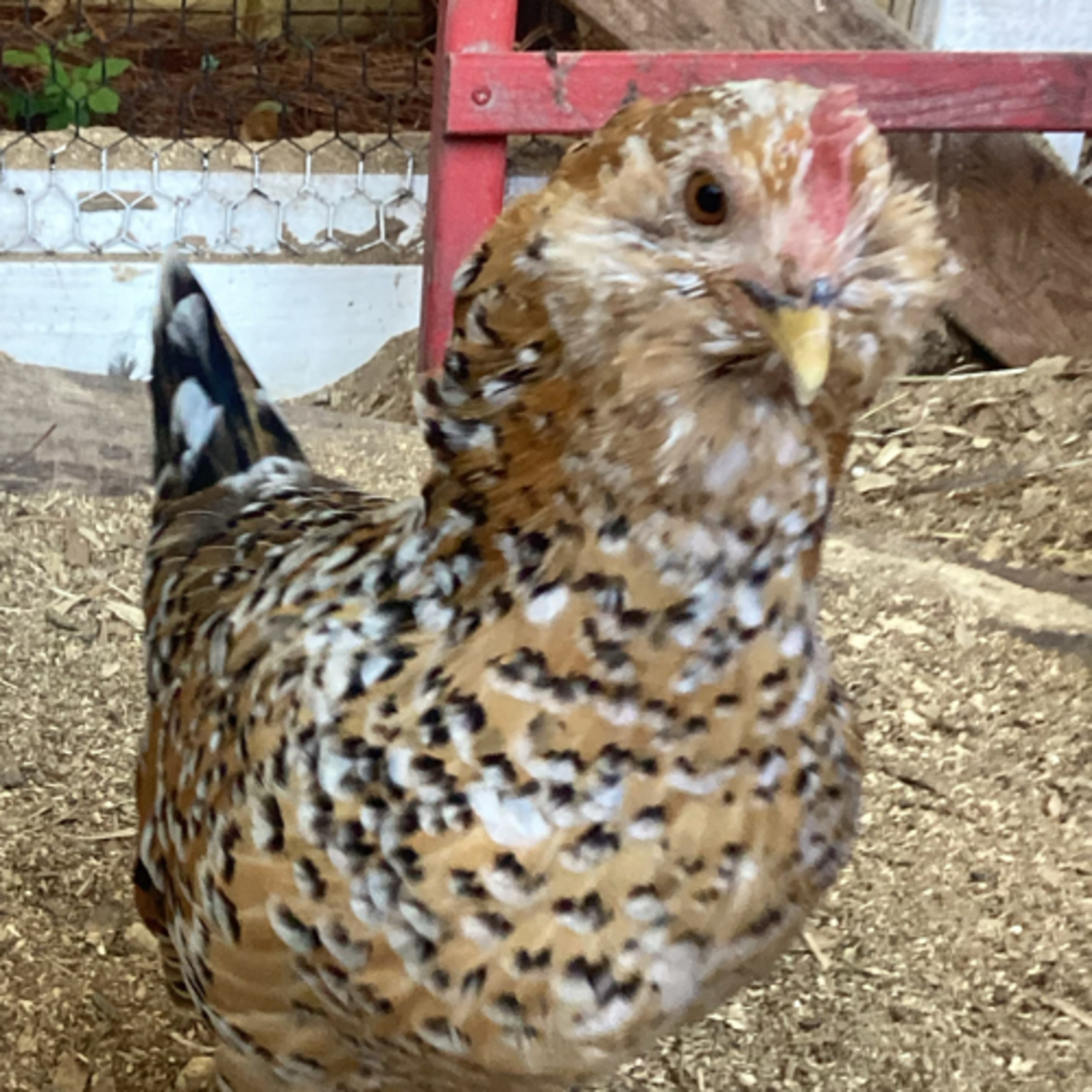 Tips for raising Chicks