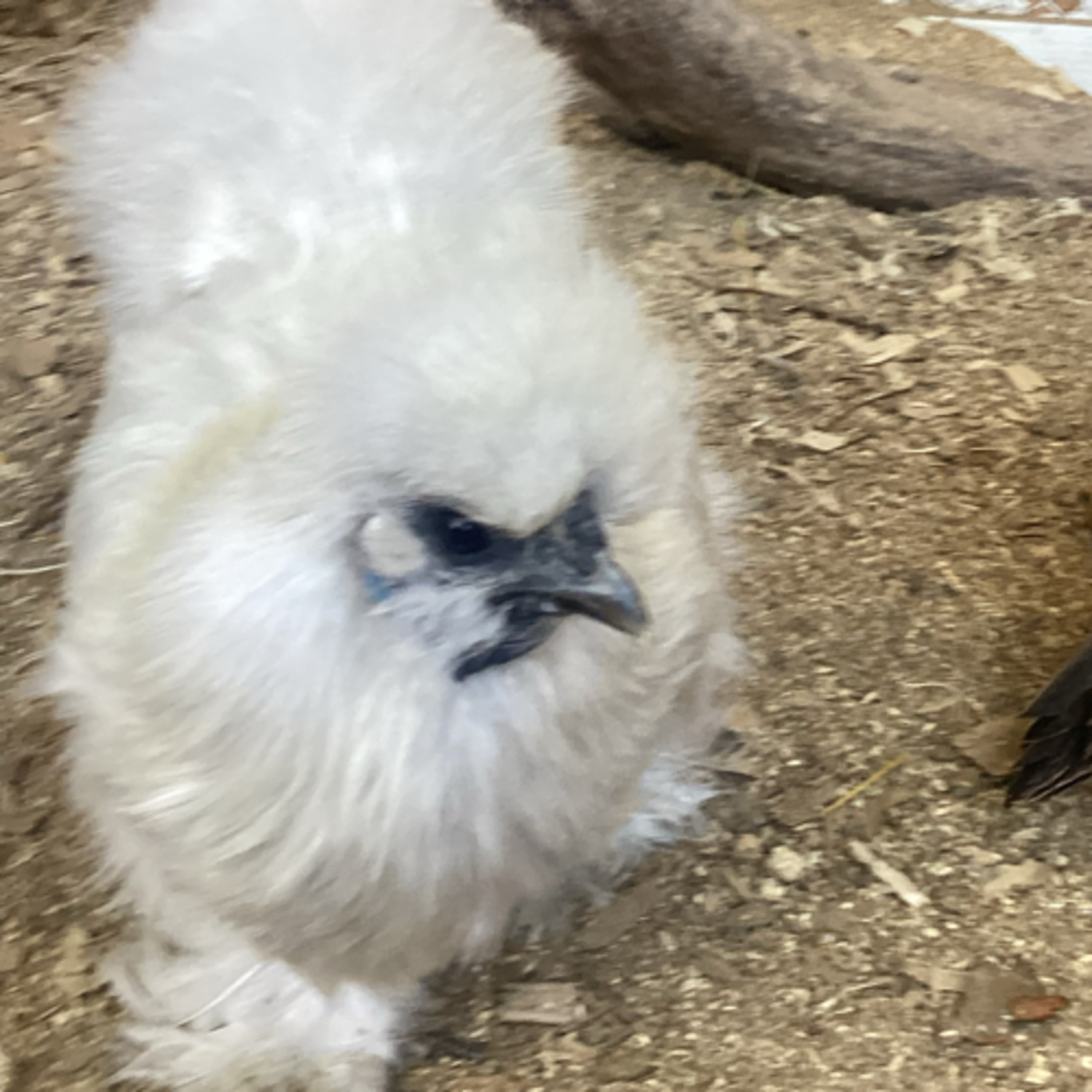 Tips for raising Chicks